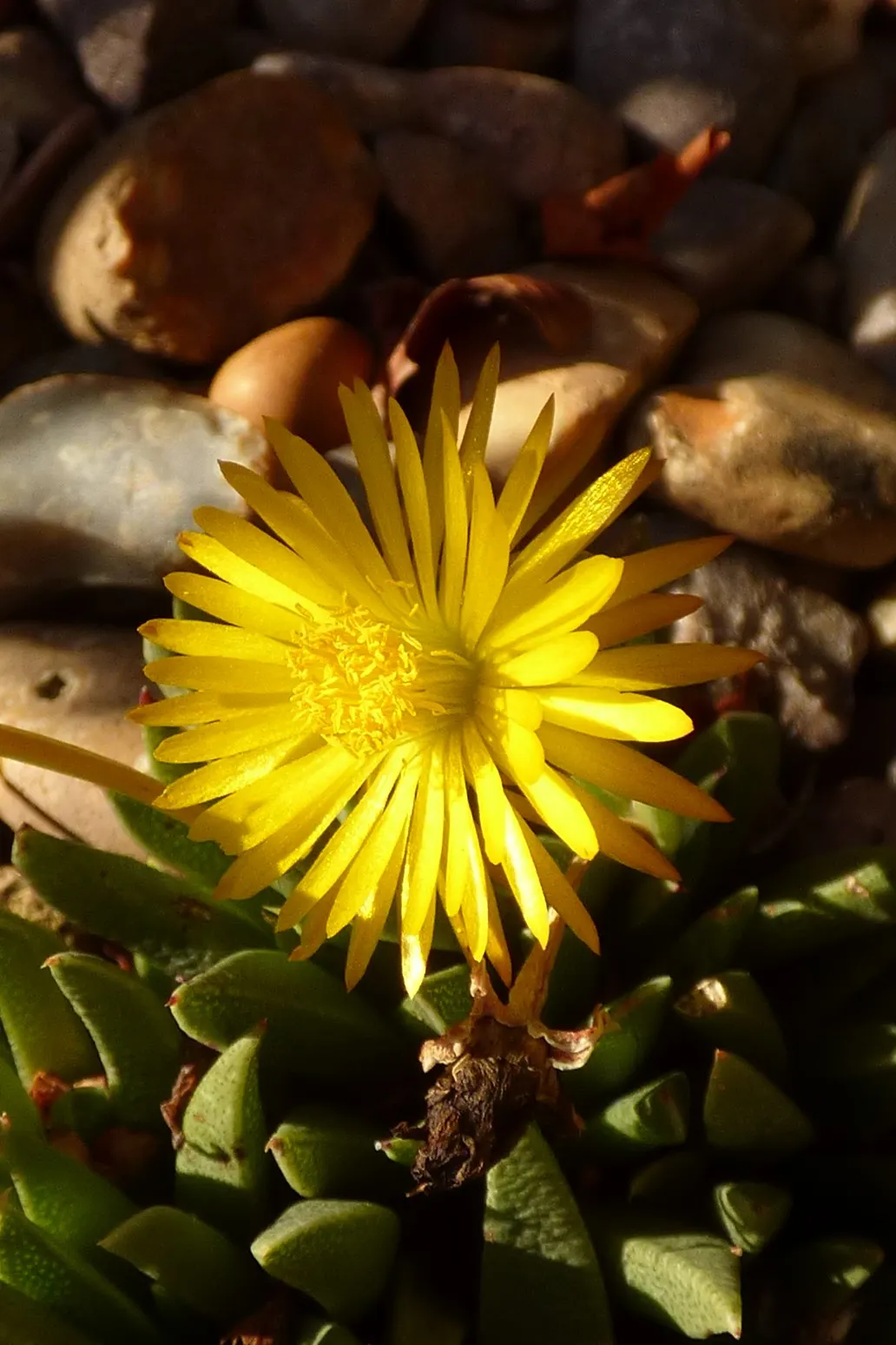 Western Ice Plant (Carpobrotus Chilensis) — is a low-growing succulent with sprawling stems reaching lengths of up to 6 feet