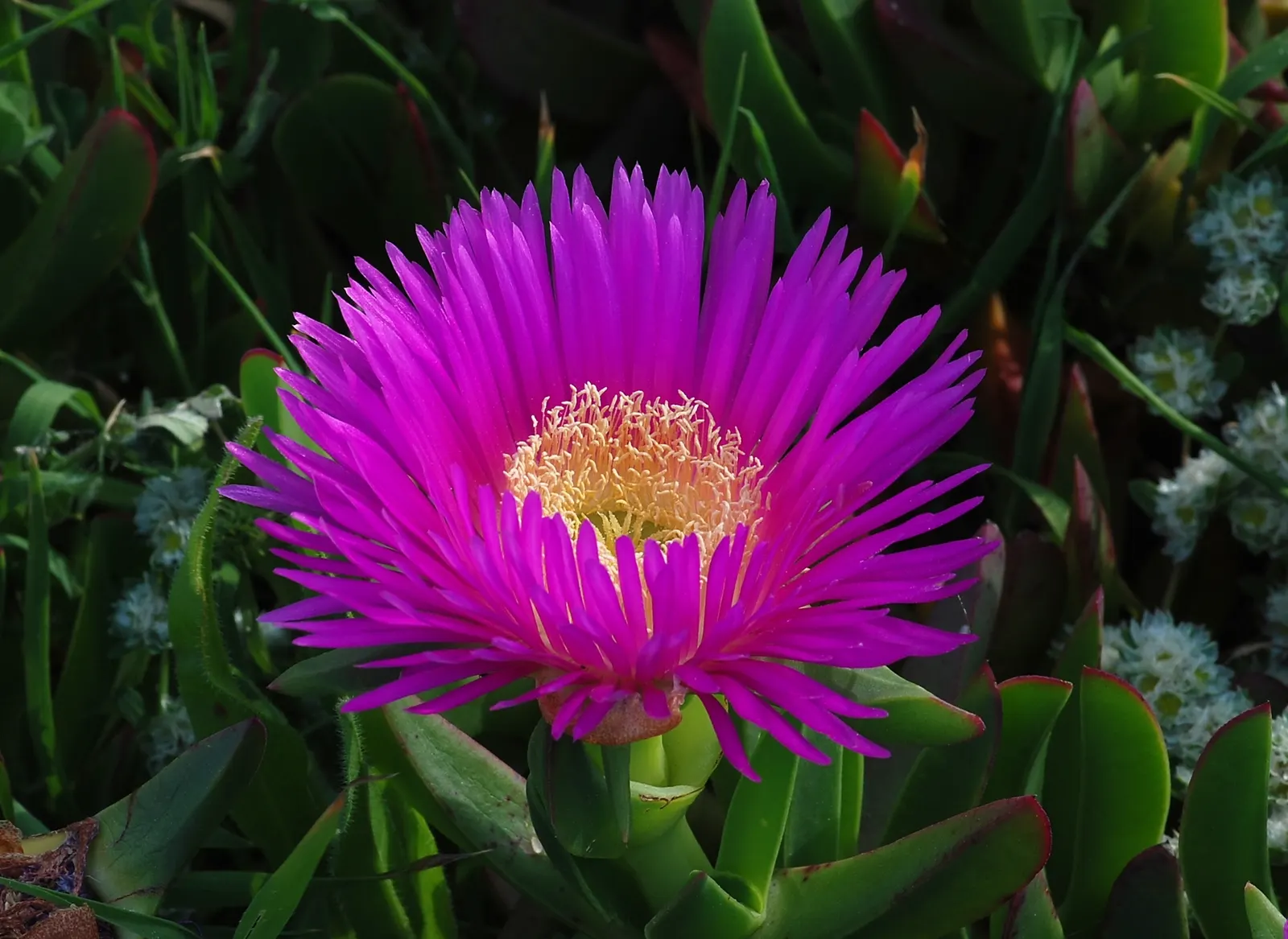 Western Ice Plant (Carpobrotus Chilensis) — These blossoms will exhibit a radiant spectrum of hues