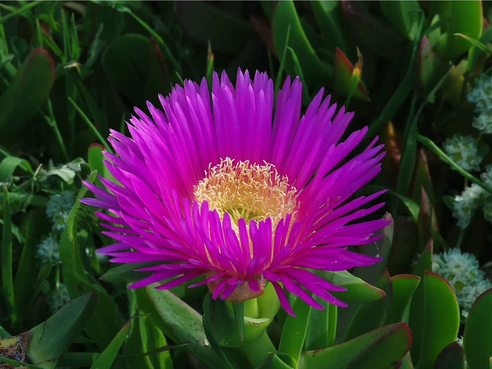 Western Ice Plant (Carpobrotus Chilensis) — this evergreen perennial is particularly adept at coastal environments; succulent with multi-colored and pink blooms