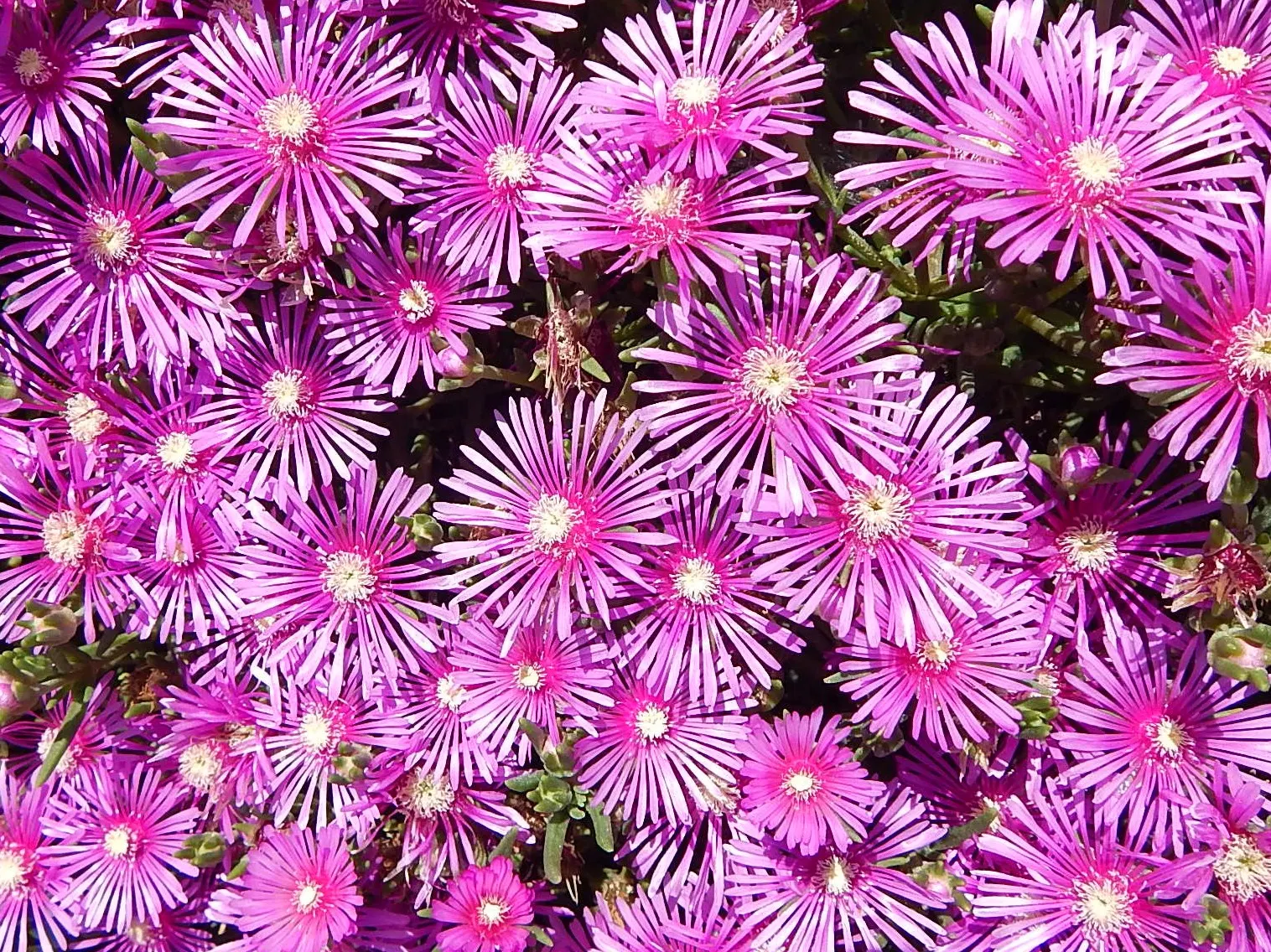 Western Ice Plant (Carpobrotus Chilensis) — succulent with multi-colored and pink blooms