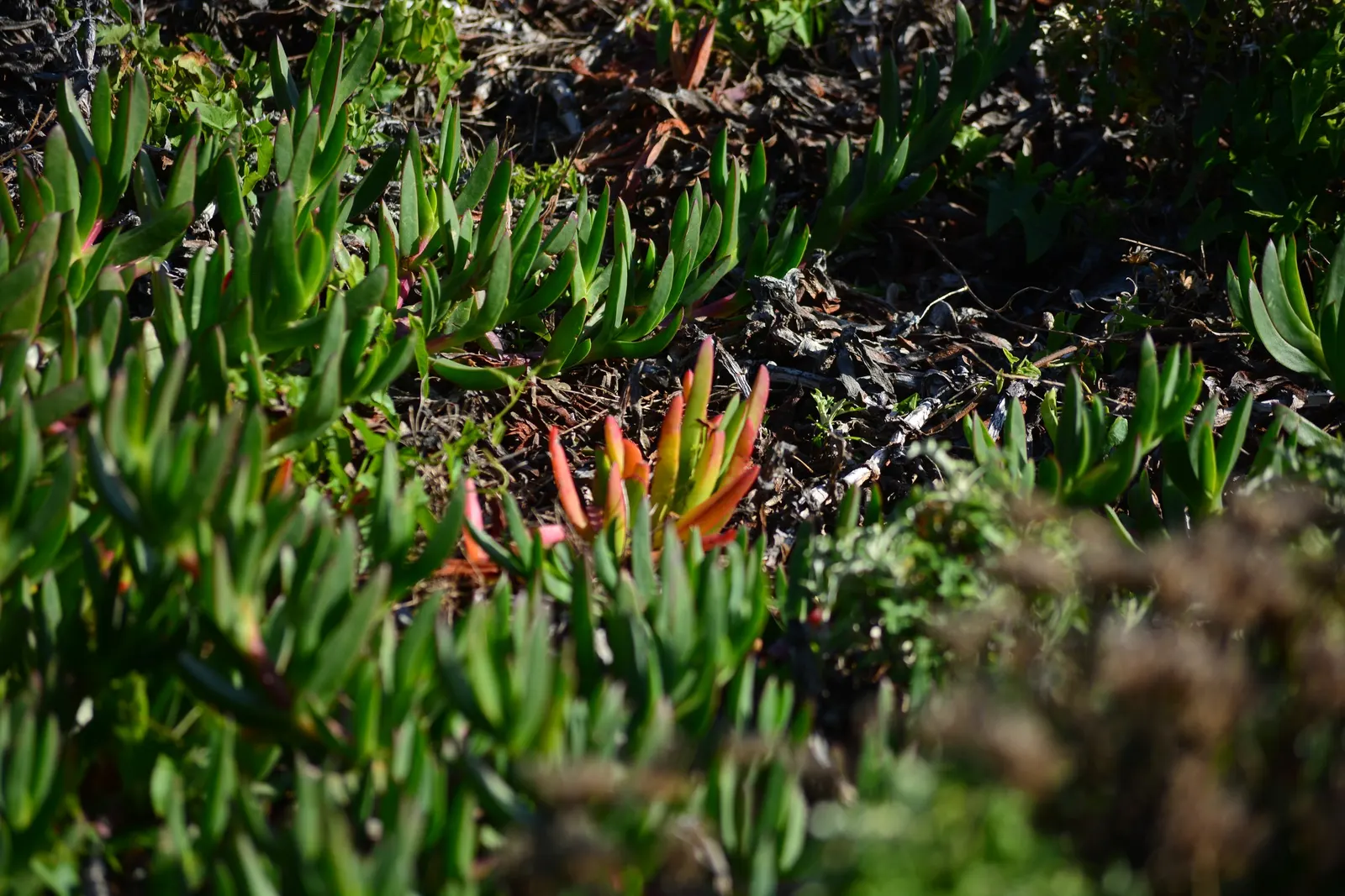 Western Ice Plant (Carpobrotus Chilensis) — often utilized on slopes and banks.<br><br>Given its aggressive growth