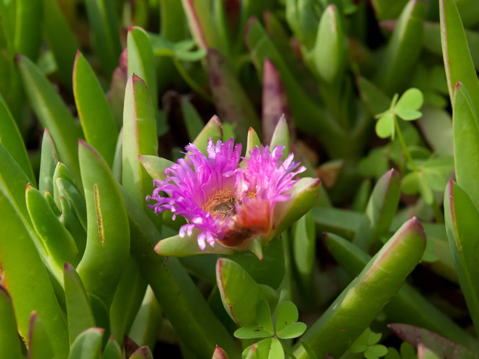 Western Ice Plant (Carpobrotus Chilensis) — growing up to 3 to 5 inches long and creating dense mats that can cover areas up to 2 to 3 feet in width; it
