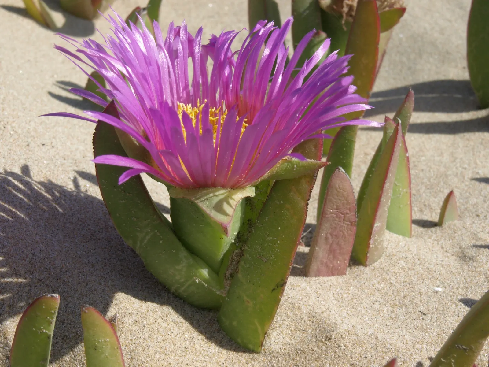Western Ice Plant (Carpobrotus Chilensis) — scientifically known as Carpobrotus chilensis