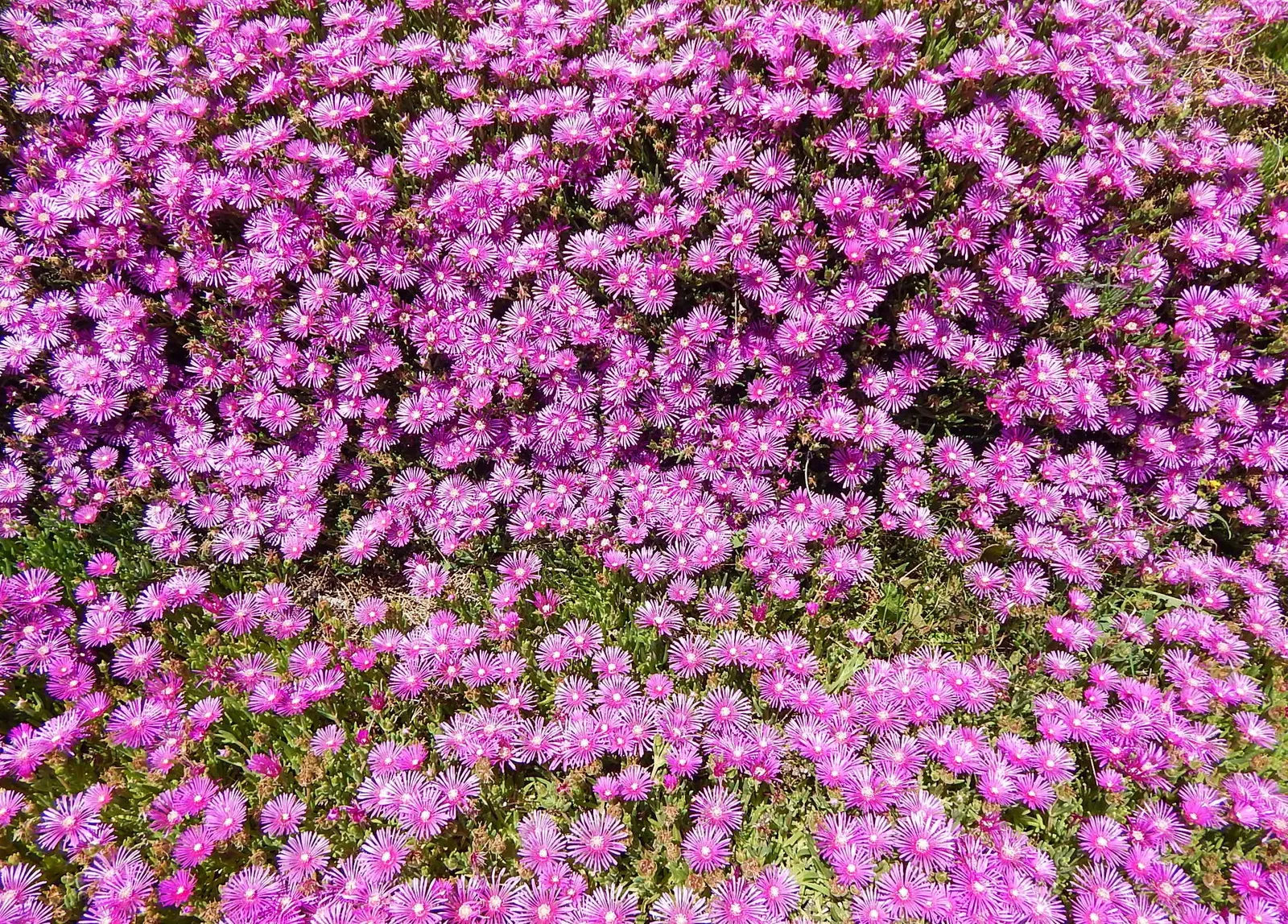 Western Ice Plant (Carpobrotus Chilensis) — The leaves have a notable shimmering quality; succulent for full or half