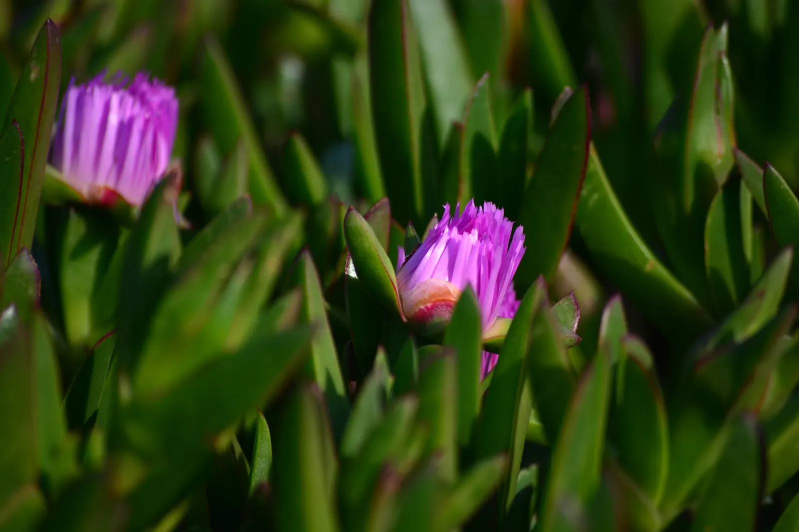 Western Ice Plant (Carpobrotus Chilensis) — the Western Ice Plant also serves well in controlling erosion; these blossoms will exhibit a radiant spectrum of