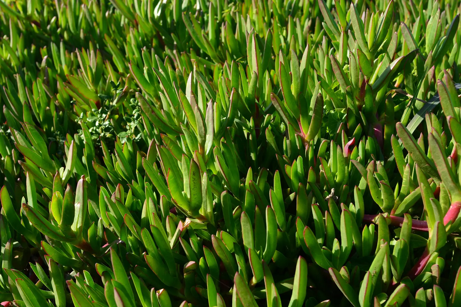 Western Ice Plant (Carpobrotus Chilensis) — multi-colored and pink flowers in the garden; triangular leaves are a distinctive feature