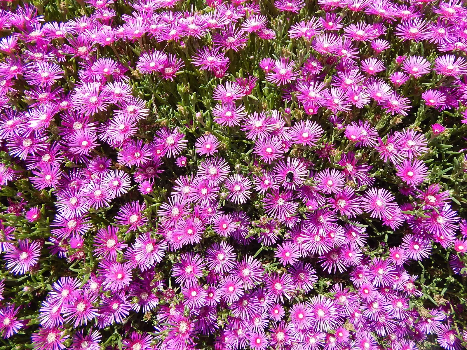 Western Ice Plant (Carpobrotus Chilensis) — It thrives in USDA zones 8-11, preferring full sun and well-draining soil, image 32