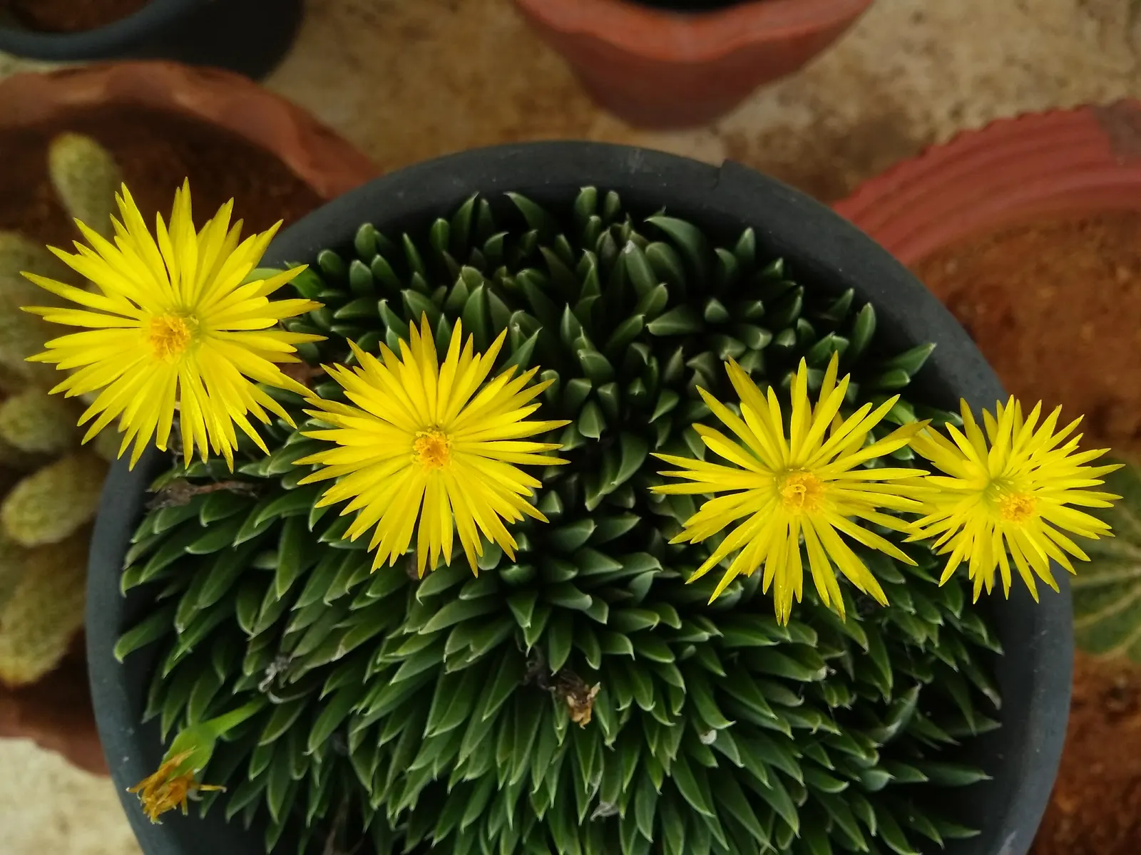 Western Ice Plant (Carpobrotus Chilensis) — this evergreen perennial is particularly adept at coastal environments