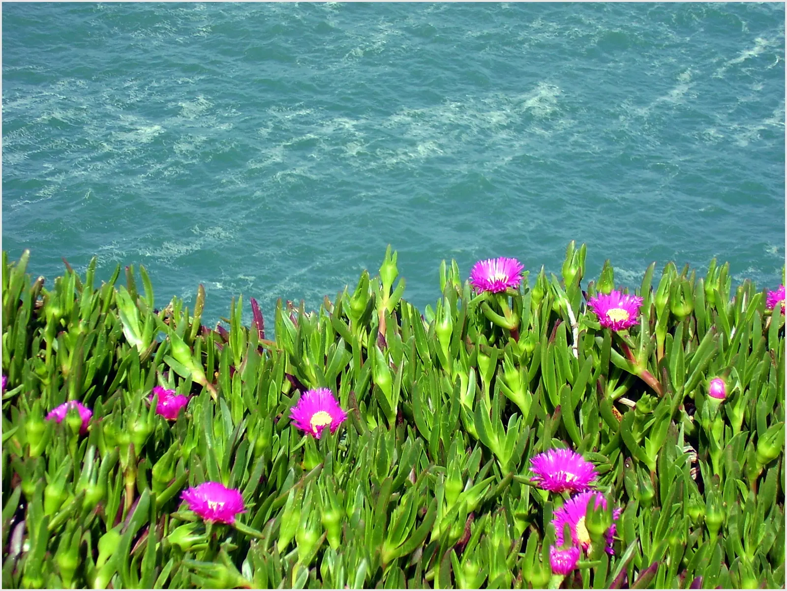 Western Ice Plant (Carpobrotus Chilensis) — Carpobrotus chilensis is a low-maintenance choice that prefers full sun exposure and well-drained soil