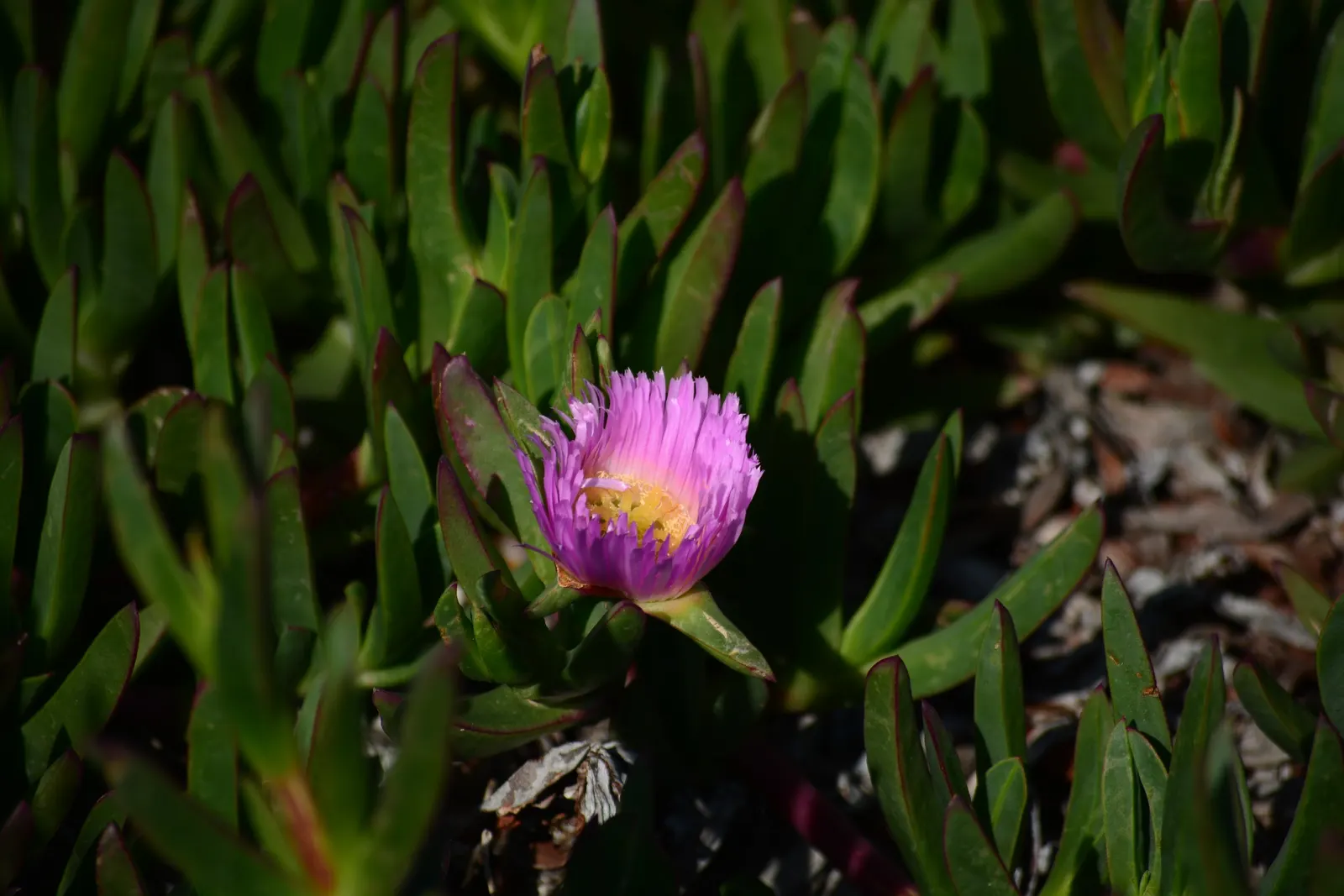 Western Ice Plant (Carpobrotus Chilensis) — which attract pollinators such as bees and butterflies.<br><br>Thriving in USDA zones 9 through 11; the Western Ice