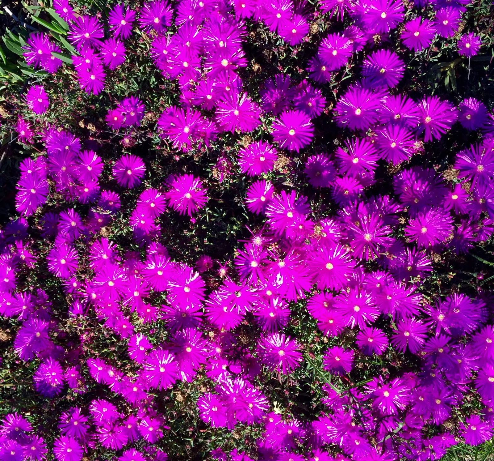 Western Ice Plant (Carpobrotus Chilensis) — hence the common name "Ice Plant."<br><br>During the blooming season