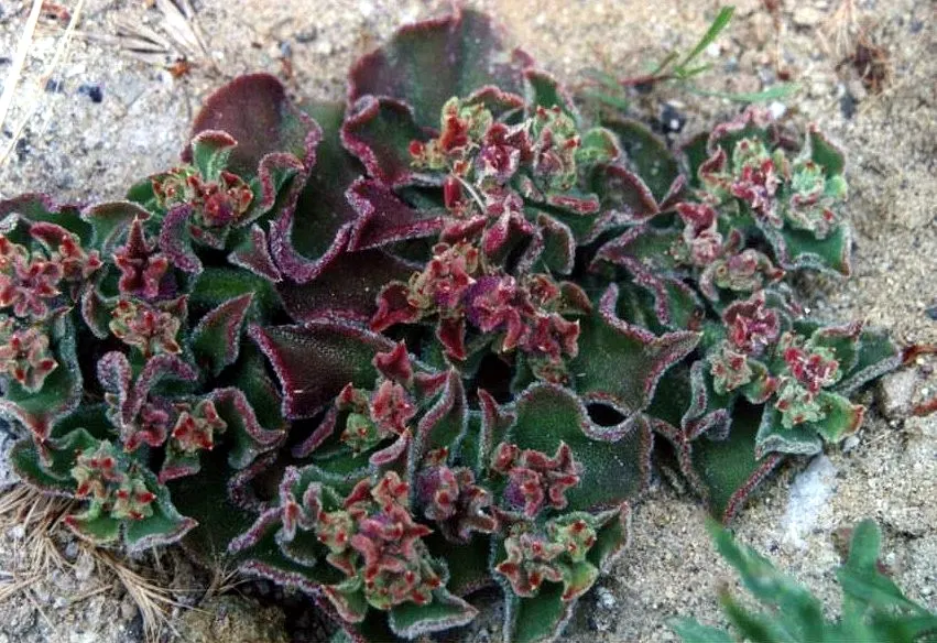 Western Ice Plant (Carpobrotus Chilensis) — Ideal as ground cover, it assists in erosion control and requires minimal upkeep, suitable for xeriscaping; the
