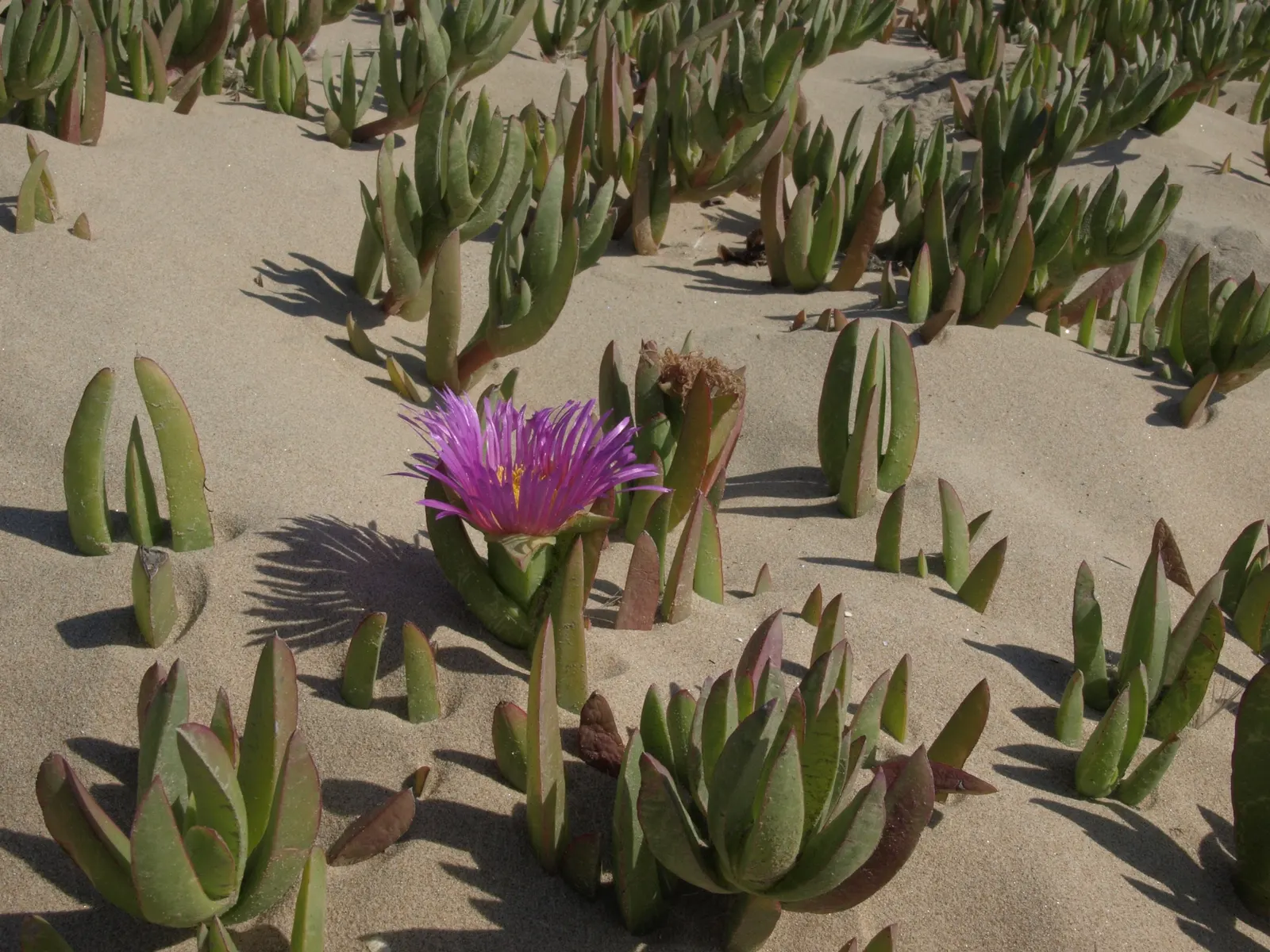 Western Ice Plant (Carpobrotus Chilensis) — triangular leaves and blooms primarily in spring