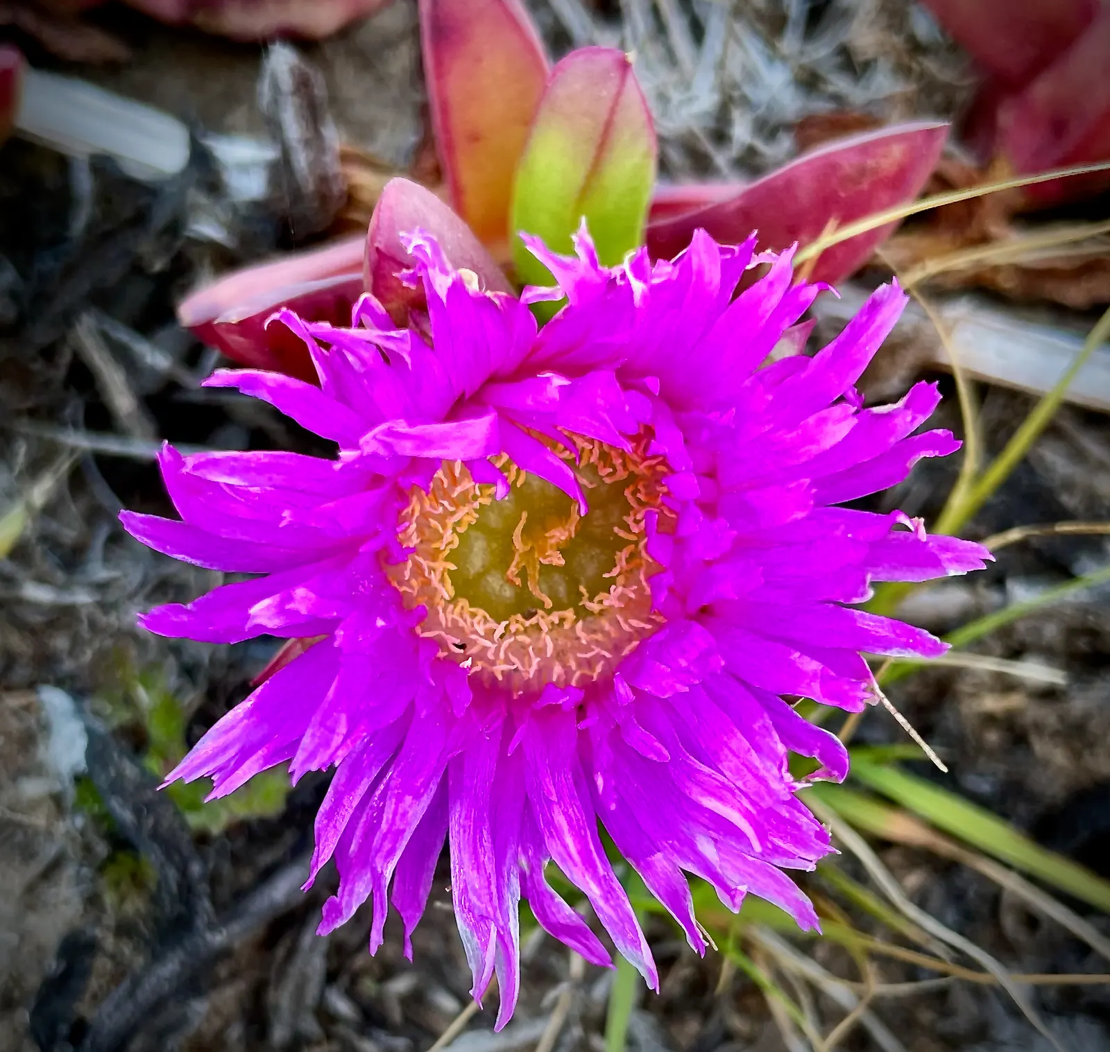 Western Ice Plant (Carpobrotus Chilensis) — the Western Ice Plant also serves well in controlling erosion