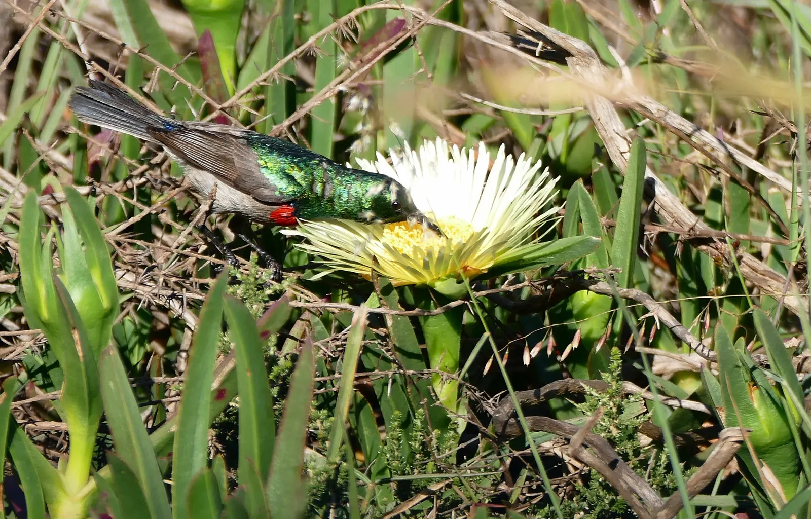 Western Ice Plant (Carpobrotus Chilensis) — Renowned for its daisy-like yellow flowers