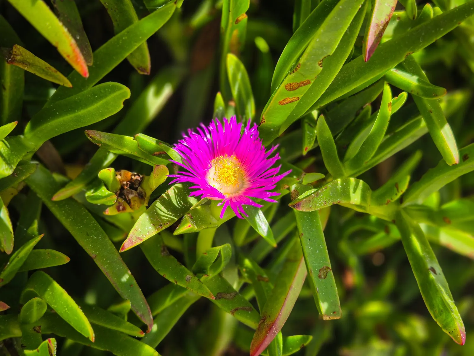 Western Ice Plant (Carpobrotus Chilensis) — which spans from spring to early summer, image 41