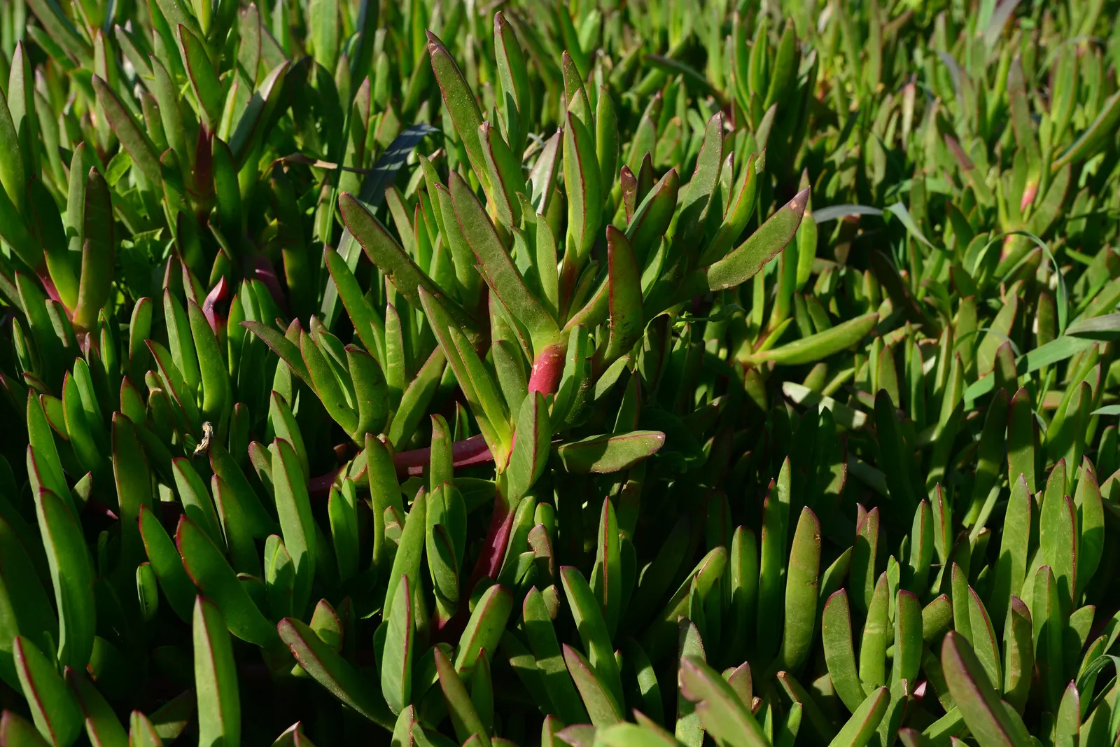 Western Ice Plant (Carpobrotus Chilensis) — triangular leaves and blooms primarily in spring; multi-colored and pink flowers in the garden