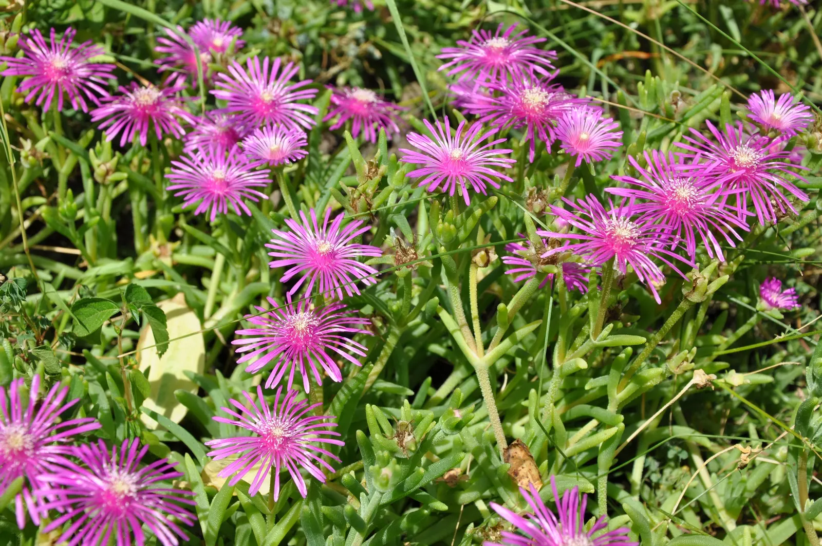 Western Ice Plant (Carpobrotus Chilensis) — succulent with multi-colored and pink blooms; primarily vibrant yellows or magentas
