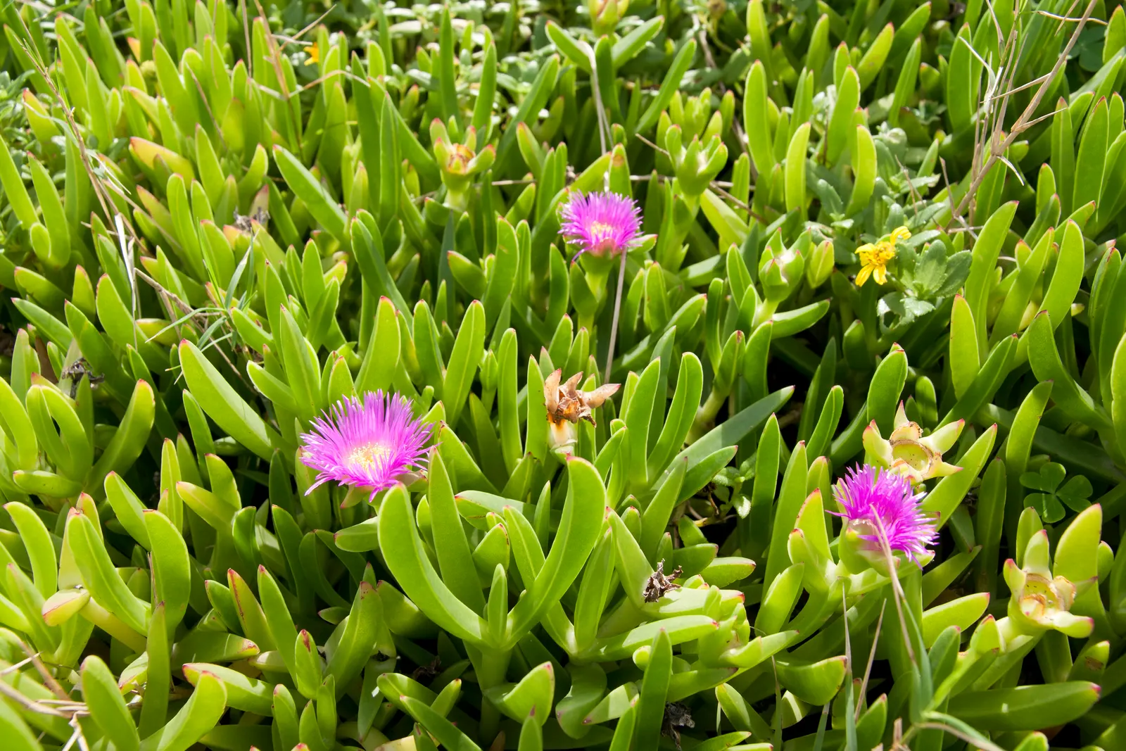 Western Ice Plant (Carpobrotus Chilensis) — It thrives in USDA zones 8-11, preferring full sun and well-draining soil