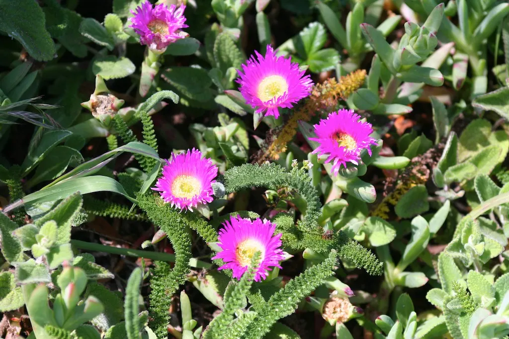 Western Ice Plant (Carpobrotus Chilensis) — Carpobrotus chilensis is a low-maintenance choice that prefers full sun exposure and well-drained soil; the Western
