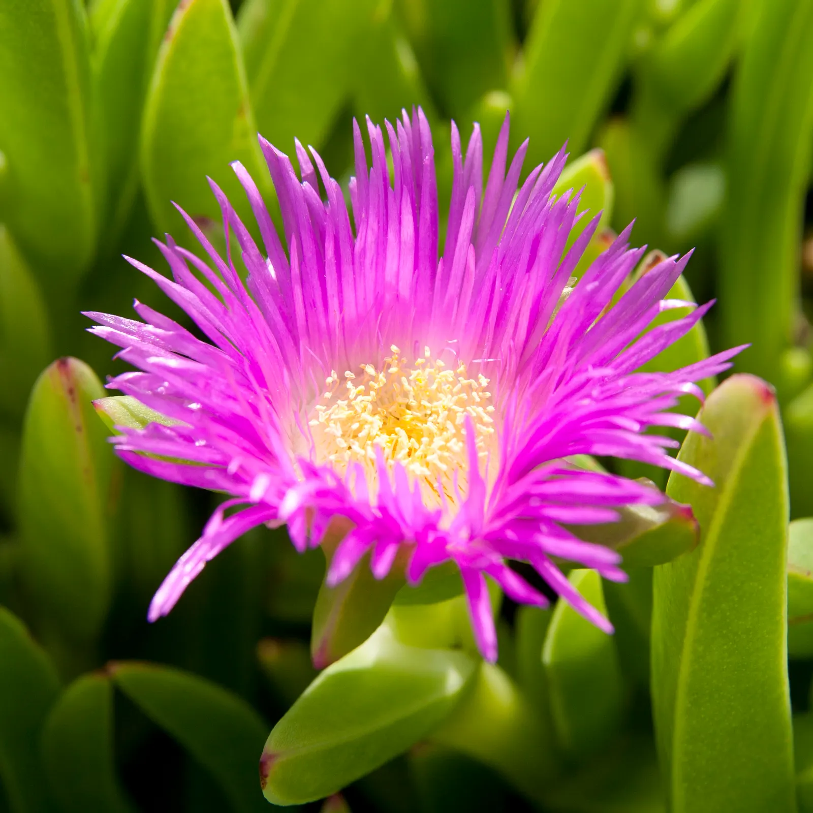 Western Ice Plant (Carpobrotus Chilensis) — is a low-growing succulent with sprawling stems reaching lengths of up to 6 feet; triangular leaves and, image 55