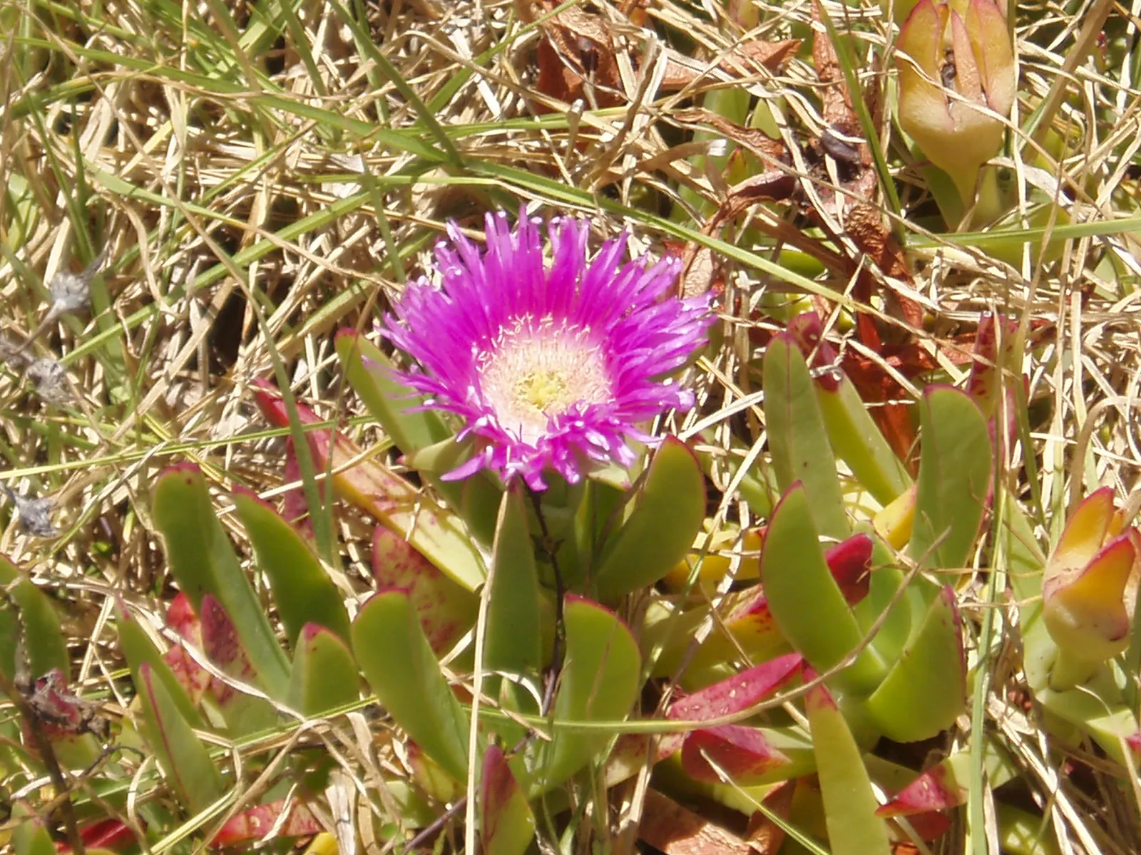 Western Ice Plant (Carpobrotus Chilensis) — Besides adding aesthetic appeal