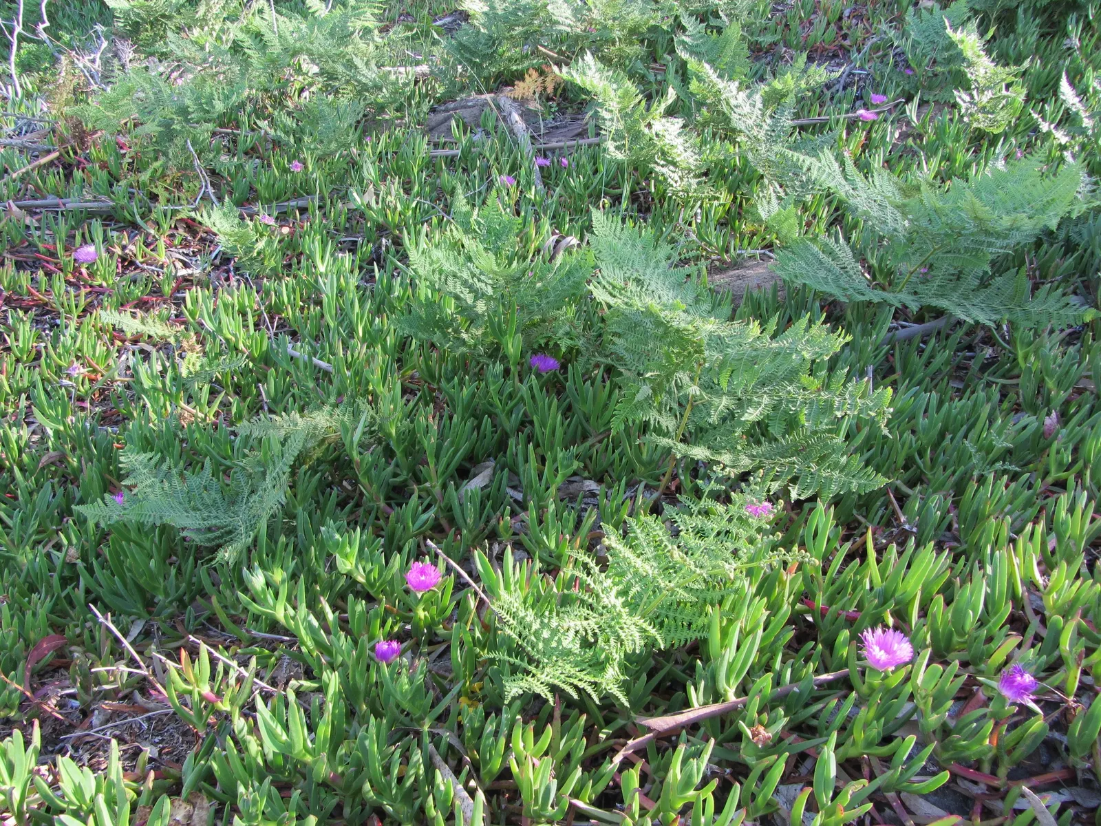 Western Ice Plant (Carpobrotus Chilensis) — often utilized on slopes and banks.<br><br>Given its aggressive growth, image 50