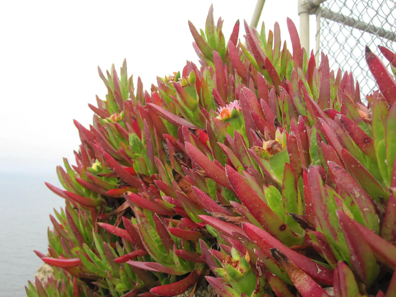 Western Ice Plant (Carpobrotus Chilensis) — triangular leaves are a distinctive feature; hence the common name "Ice Plant."<br><br>During the blooming season