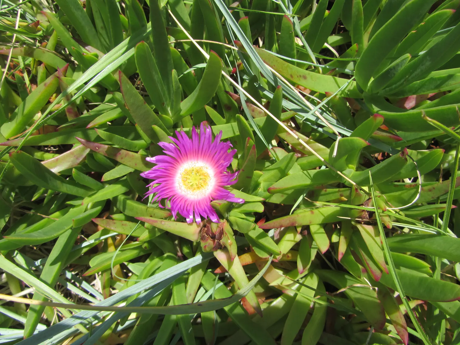 Western Ice Plant (Carpobrotus Chilensis) — which attract pollinators such as bees and butterflies.<br><br>Thriving in USDA zones 9 through 11