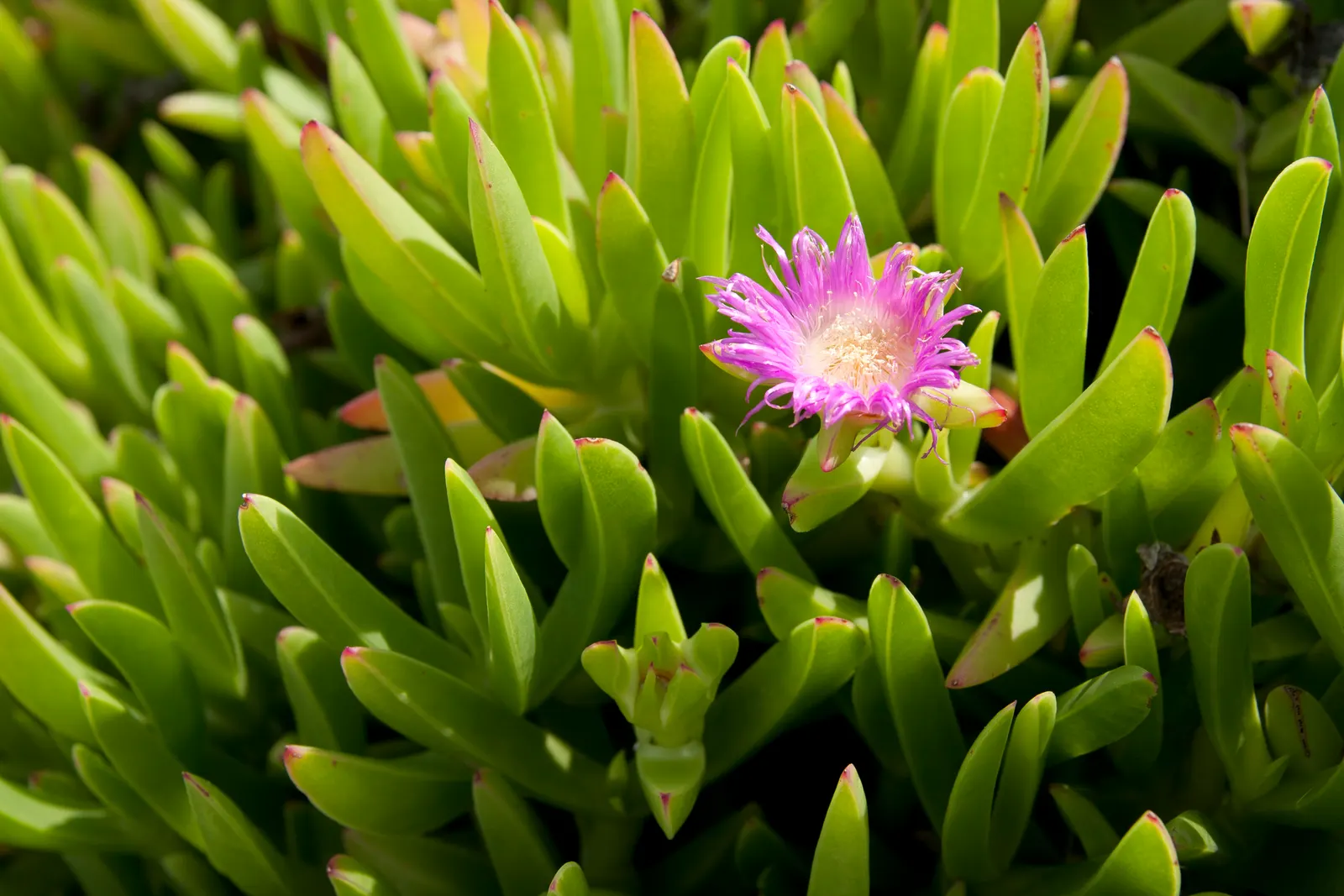 Western Ice Plant (Carpobrotus Chilensis) — scientifically known as Carpobrotus chilensis; carpobrotus chilensis is a low-maintenance choice that prefers full
