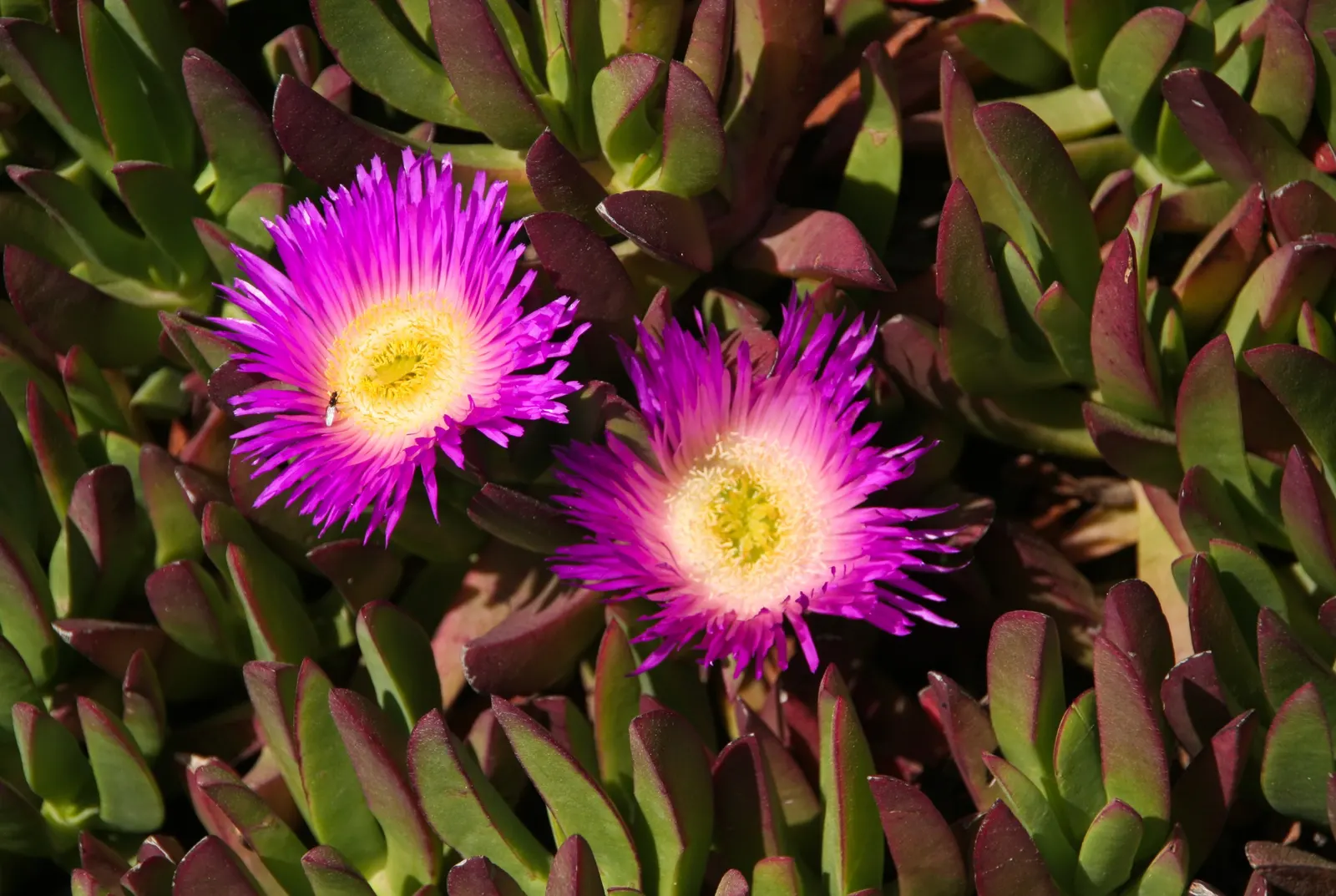 Western Ice Plant (Carpobrotus Chilensis) — hence the common name "Ice Plant."<br><br>During the blooming season; scientifically known as Carpobrotus chilensis