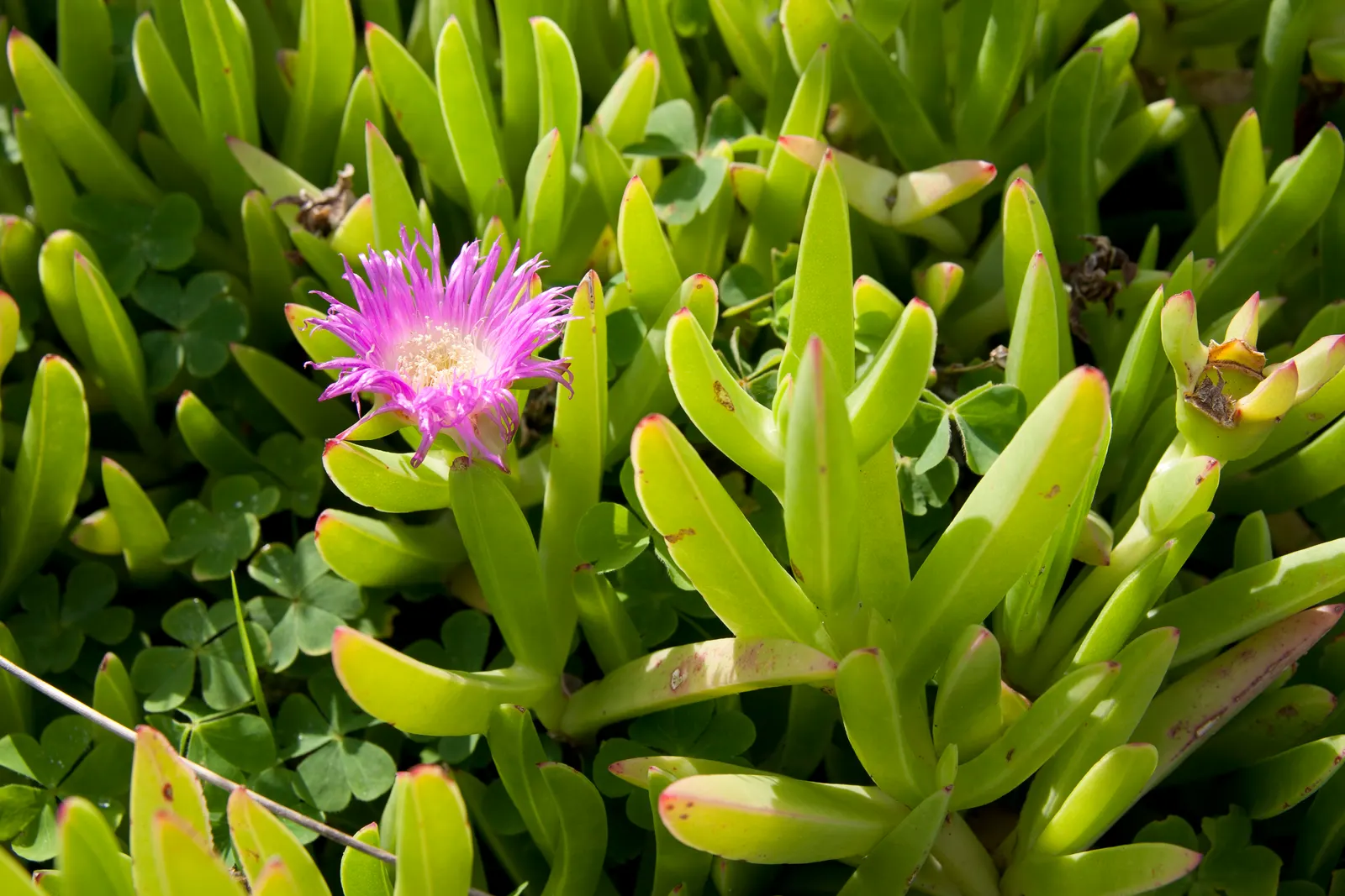 Western Ice Plant (Carpobrotus Chilensis) — this mat-forming perennial boasts fleshy