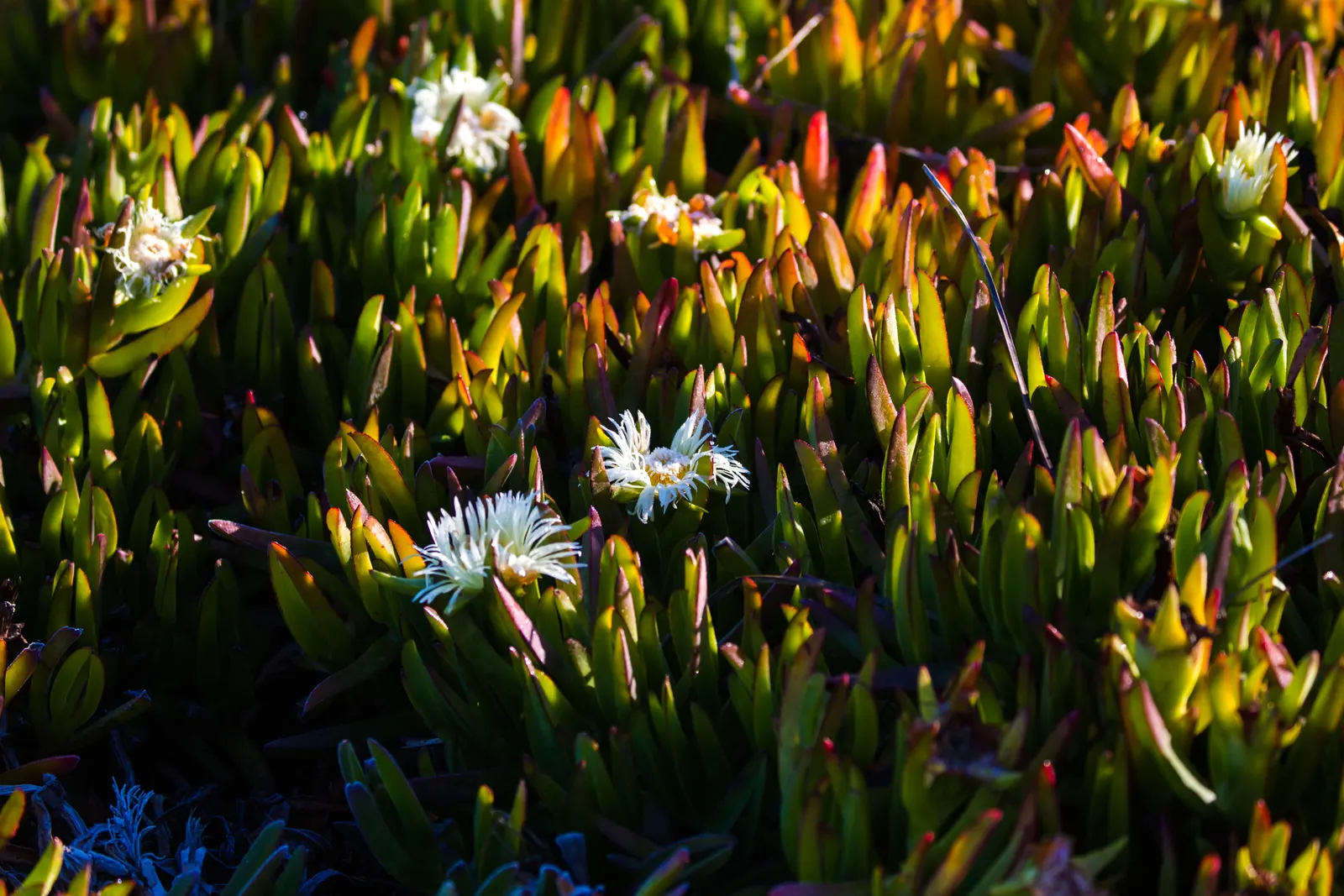 Western Ice Plant (Carpobrotus Chilensis) — Ideal as ground cover, it assists in erosion control and requires minimal upkeep, suitable for xeriscaping