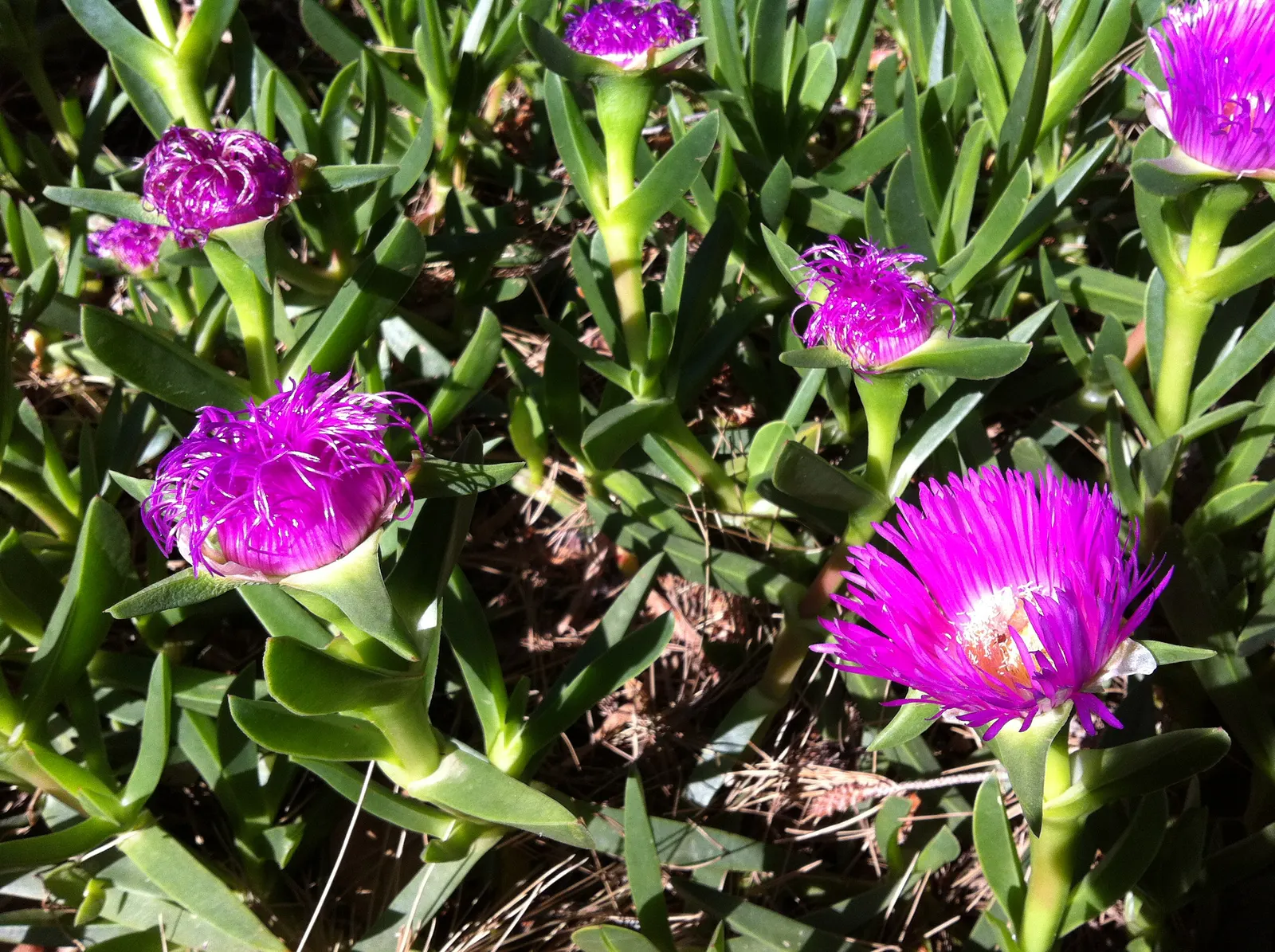 Western Ice Plant (Carpobrotus Chilensis) — multi-colored and pink flowers in the garden