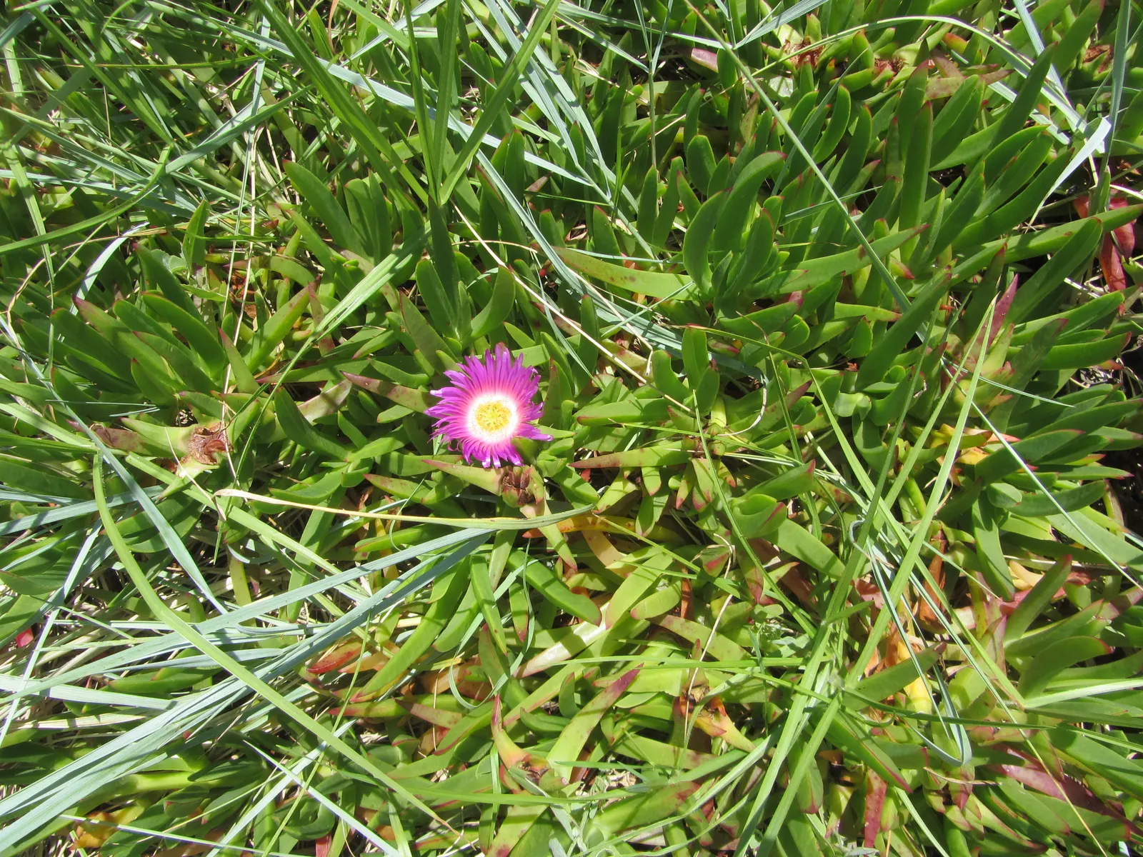 Western Ice Plant (Carpobrotus Chilensis) — succulent for full or half