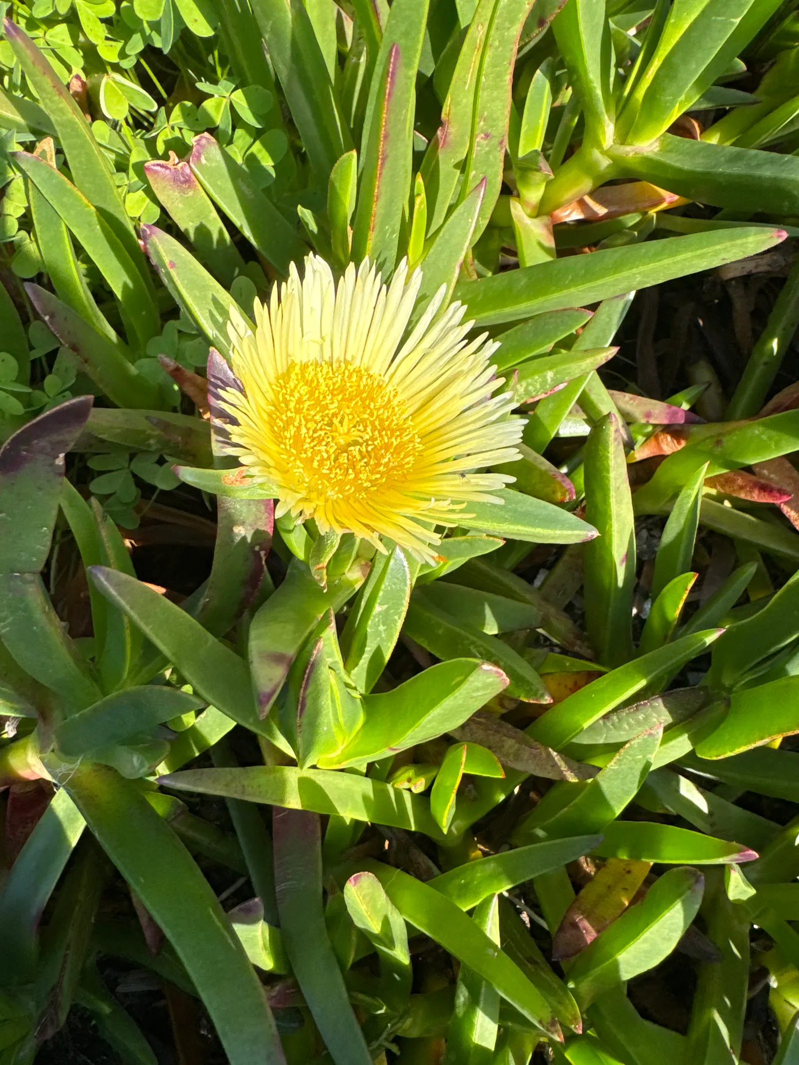 Western Ice Plant (Carpobrotus Chilensis) — Besides adding aesthetic appeal; although it\'s versatile enough for various settings