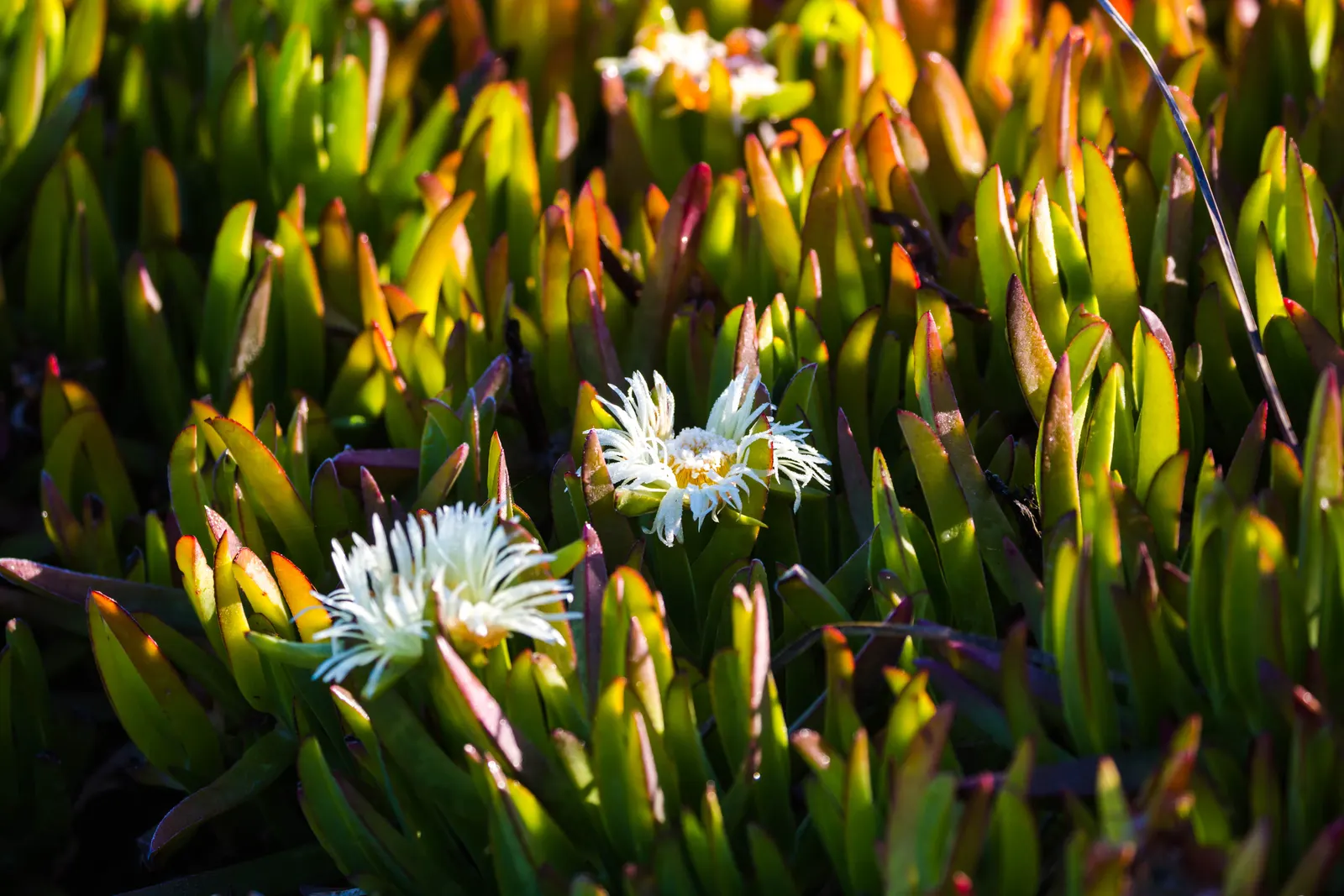 Western Ice Plant (Carpobrotus Chilensis) — although it\'s versatile enough for various settings