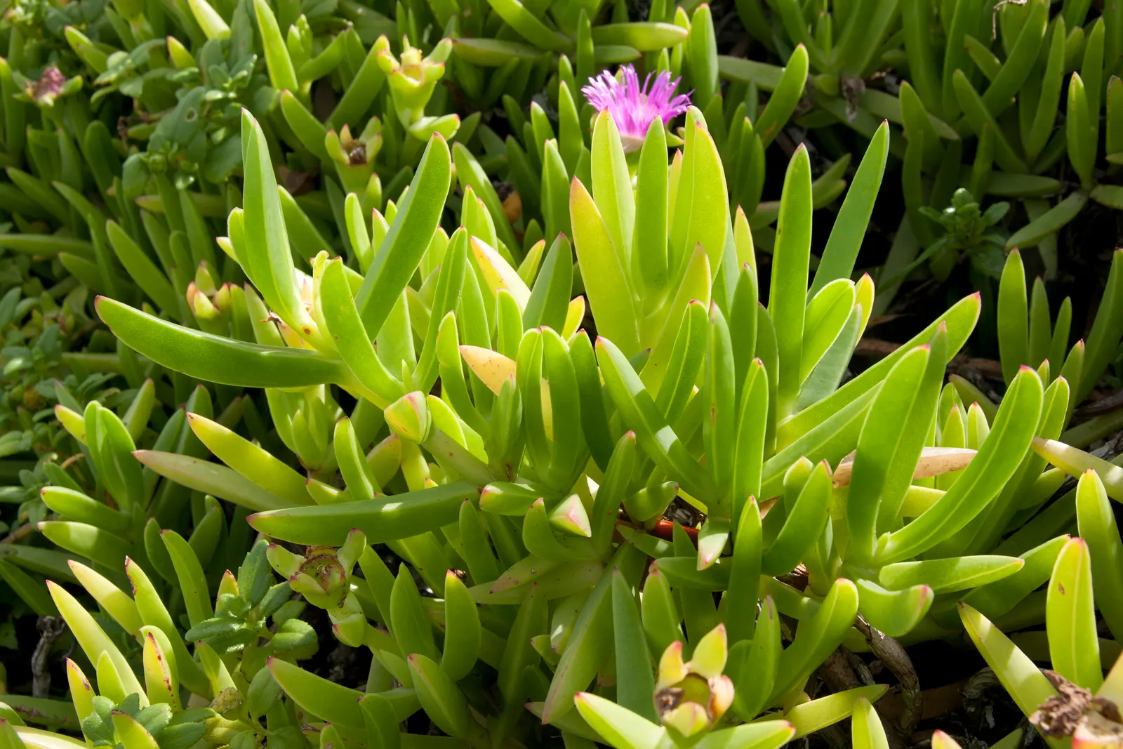 Western Ice Plant (Carpobrotus Chilensis) — Regular pruning and strategic placement can help contain its growth within the desired landscape area; this