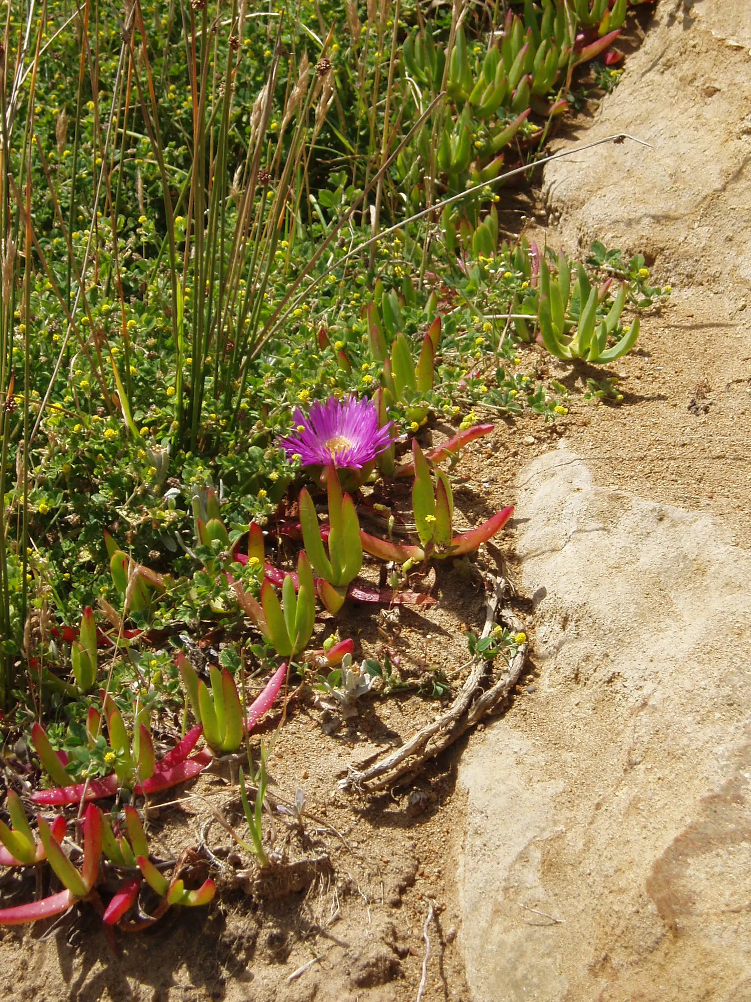 Western Ice Plant (Carpobrotus Chilensis) — The leaves have a notable shimmering quality