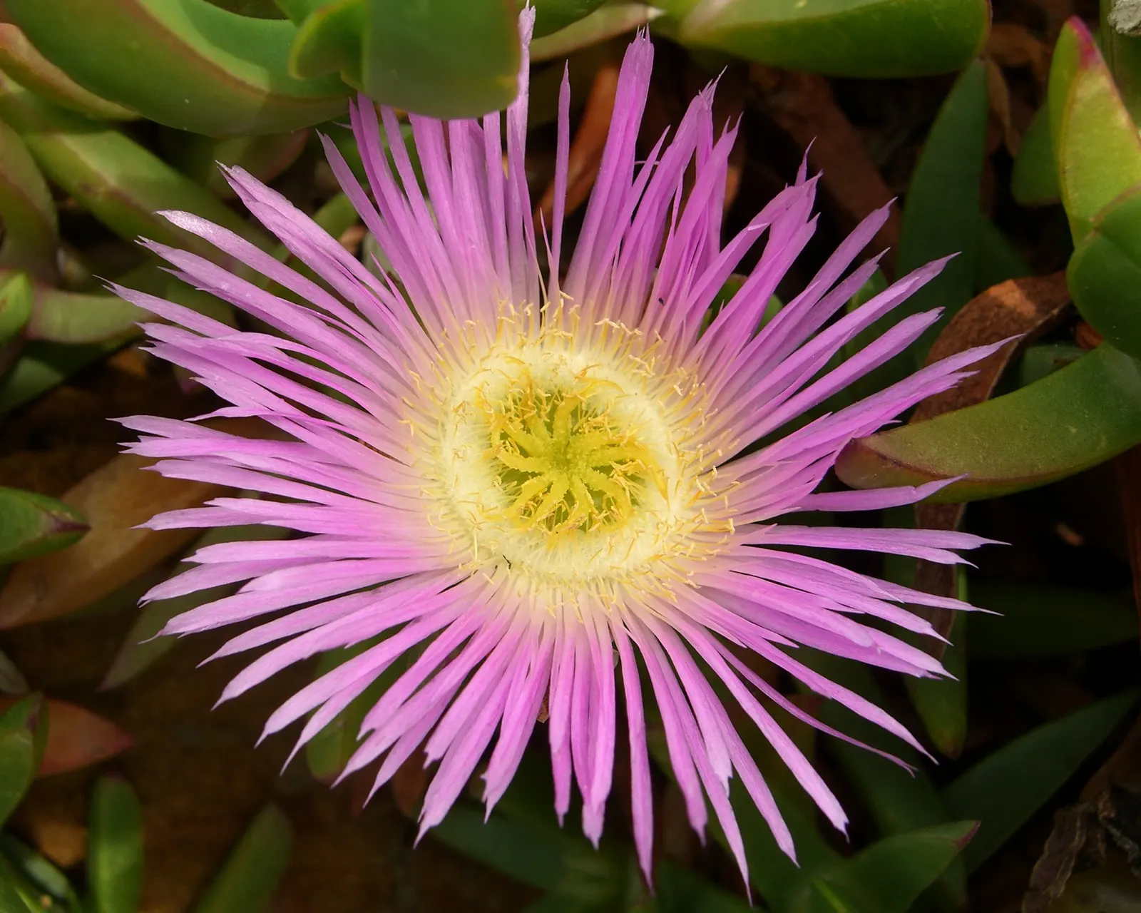 Western Ice Plant (Carpobrotus Chilensis) — the Western Ice Plant boasts daisy-like flowers with a diameter of around 2 to 3 inches