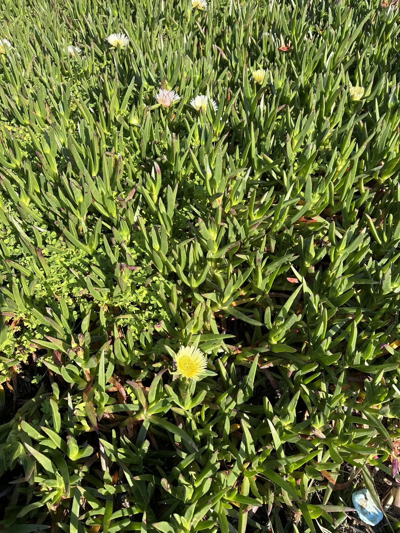 Western Ice Plant (Carpobrotus Chilensis) — primarily vibrant yellows or magentas; this evergreen perennial is particularly adept at coastal environments