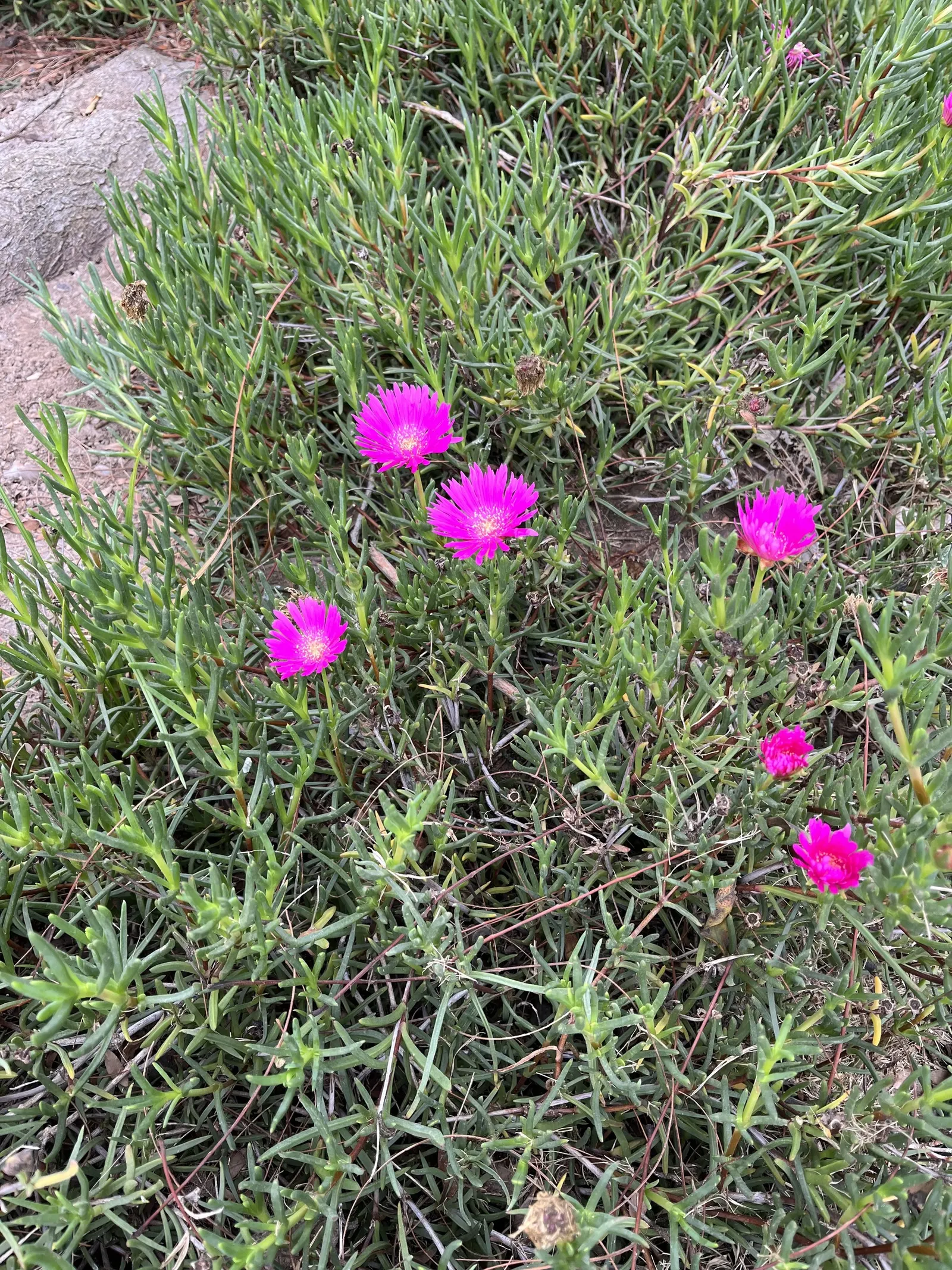 Western Ice Plant (Carpobrotus Chilensis) — It requires minimal watering, making it an excellent option for water-efficient gardens; renowned for its