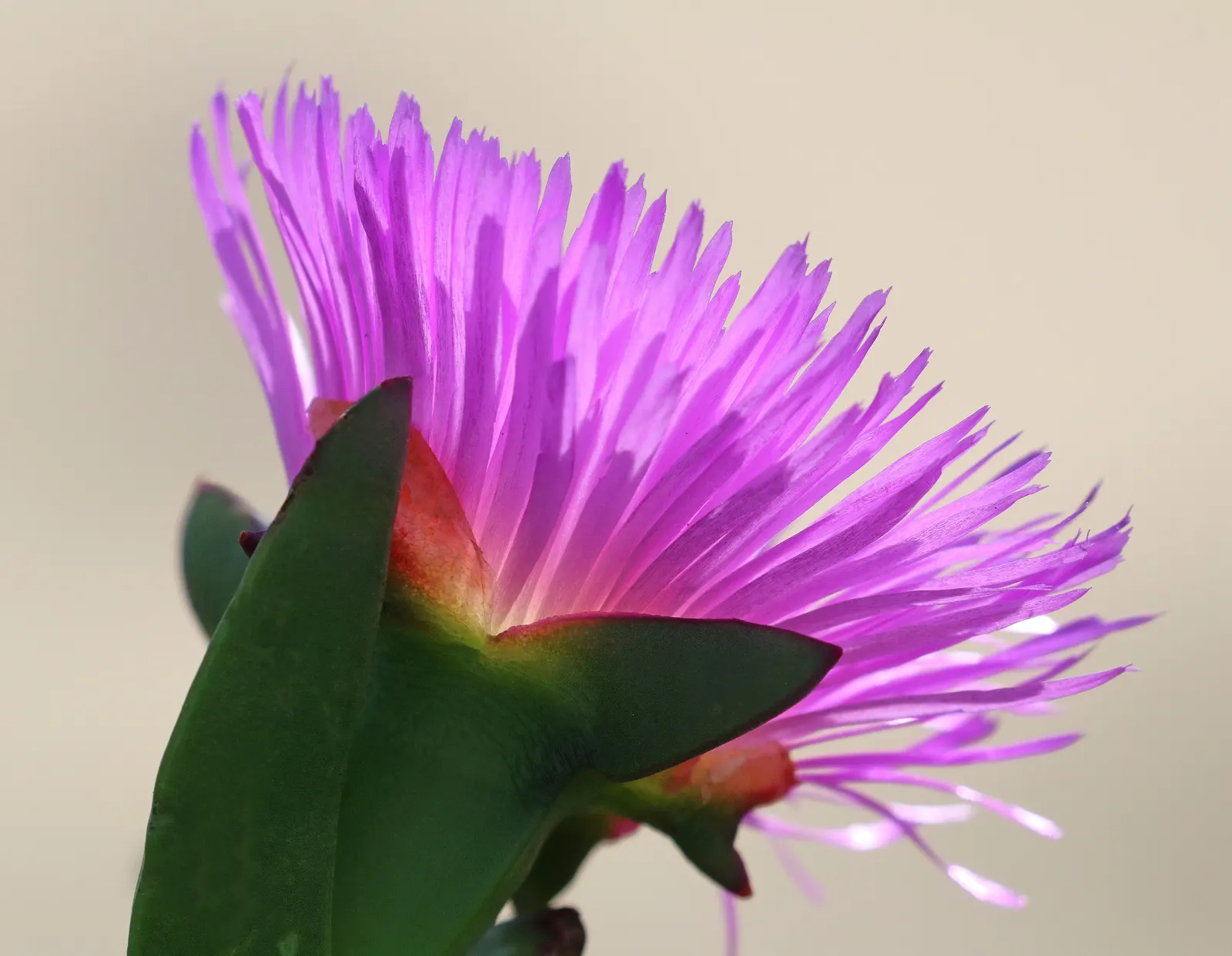 Western Ice Plant (Carpobrotus Chilensis) — the Western Ice Plant boasts daisy-like flowers with a diameter of around 2 to 3 inches; besides adding aesthetic