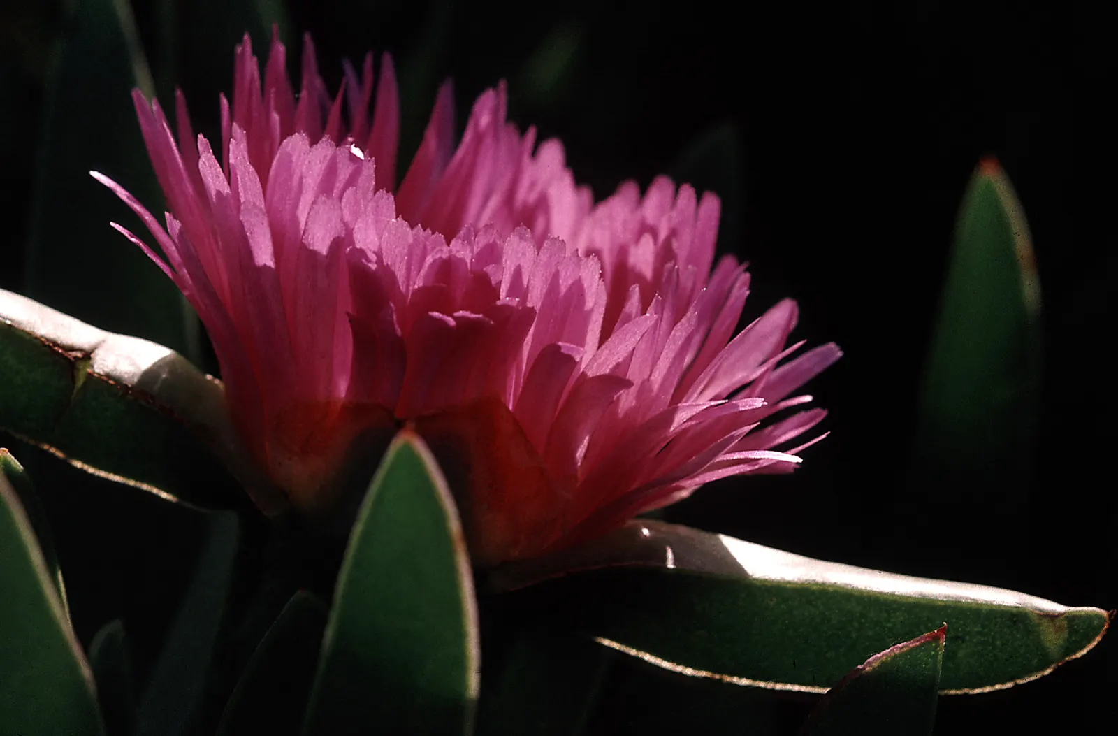 Western Ice Plant (Carpobrotus Chilensis) — primarily vibrant yellows or magentas