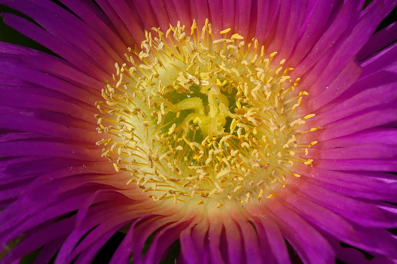 Western Ice Plant (Carpobrotus Chilensis) — It requires minimal watering, making it an excellent option for water-efficient gardens