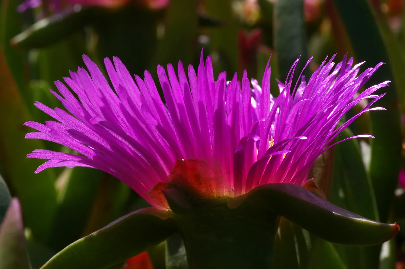 Western Ice Plant (Carpobrotus Chilensis) — Renowned for its daisy-like yellow flowers; growing up to 3 to 5 inches long and creating dense mats that can cover