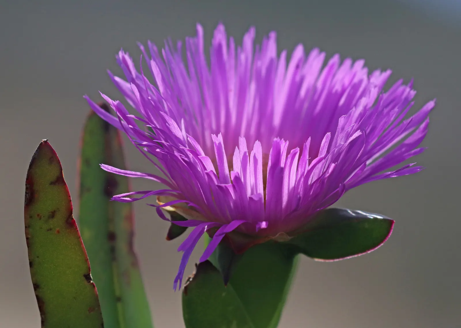 Western Ice Plant (Carpobrotus Chilensis) — These blossoms will exhibit a radiant spectrum of hues; is a low-growing succulent with sprawling stems reaching