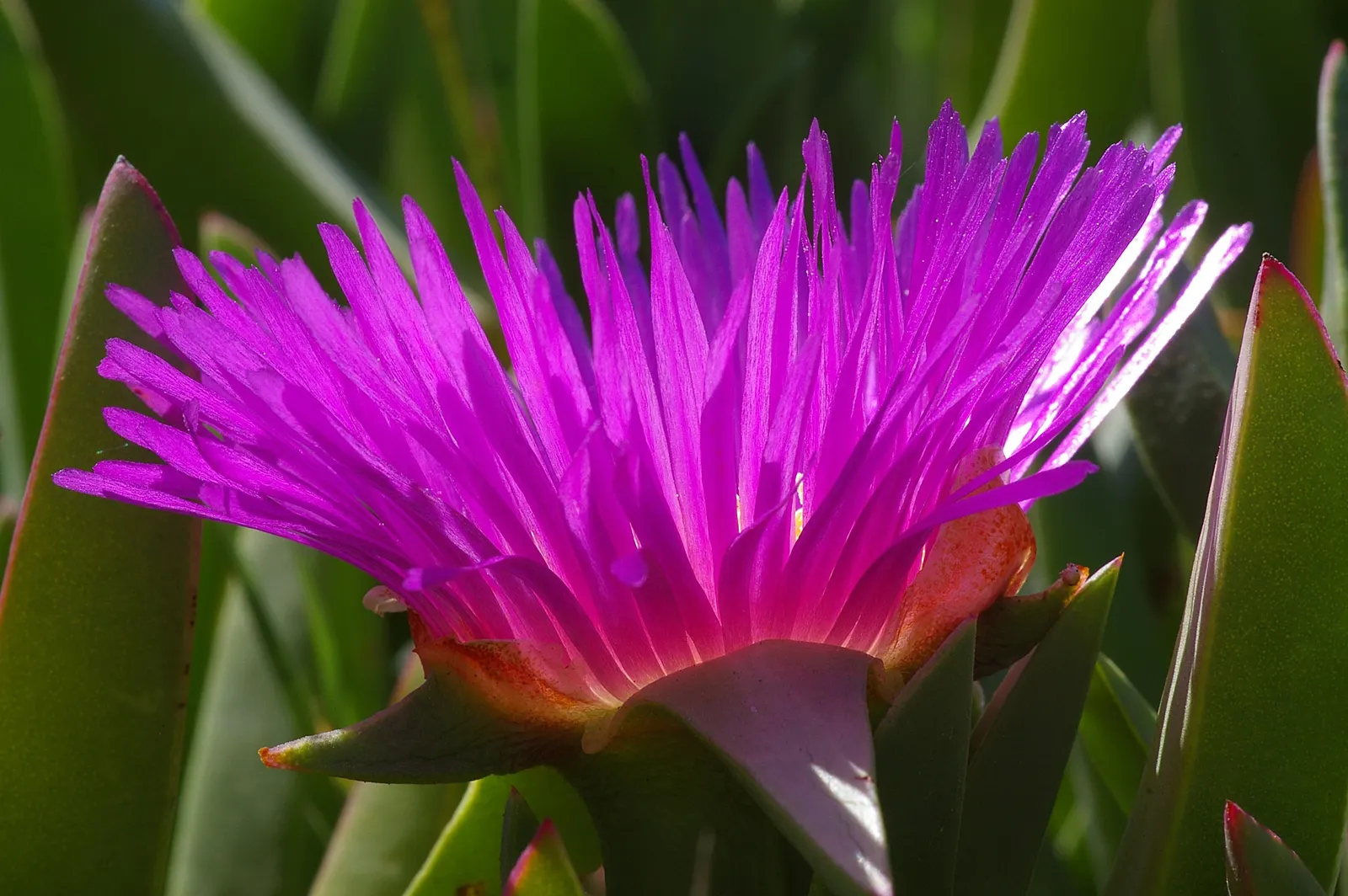 Western Ice Plant (Carpobrotus Chilensis) — this mat-forming perennial boasts fleshy; which attract pollinators such as bees and butterflies.<br><br>Thriving