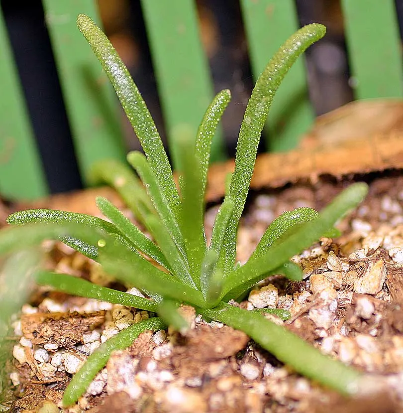 Western Ice Plant (Carpobrotus Chilensis) — Renowned for its daisy-like yellow flowers; growing up to 3 to 5 inches long and creating dense mats, image 56