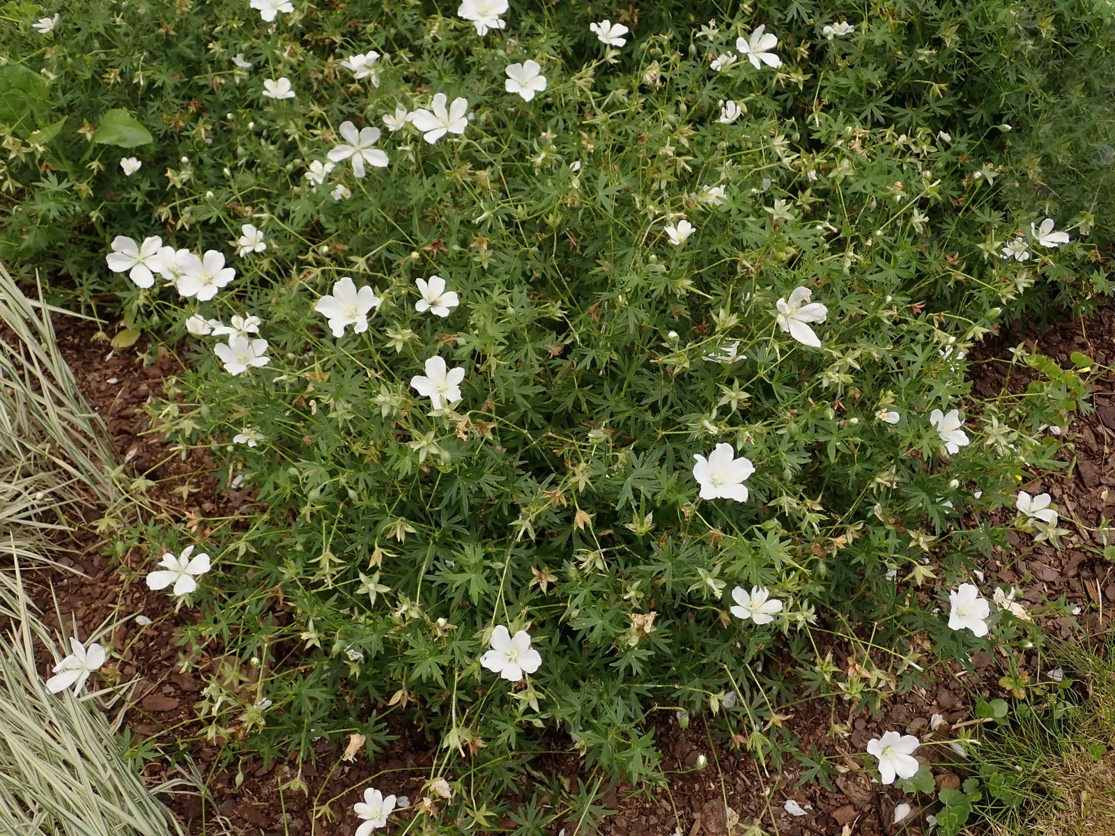 White Cranesbill (Geranium Sanguineum 'Album') — It thrives in full to partial sun and adapts well to a range of soil conditions